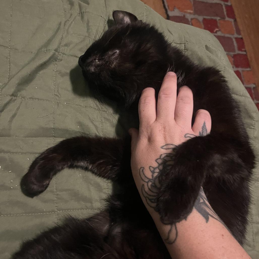 Wren, a Adoptable Domestic Short Hair in Philadelphia, PA image 6/6