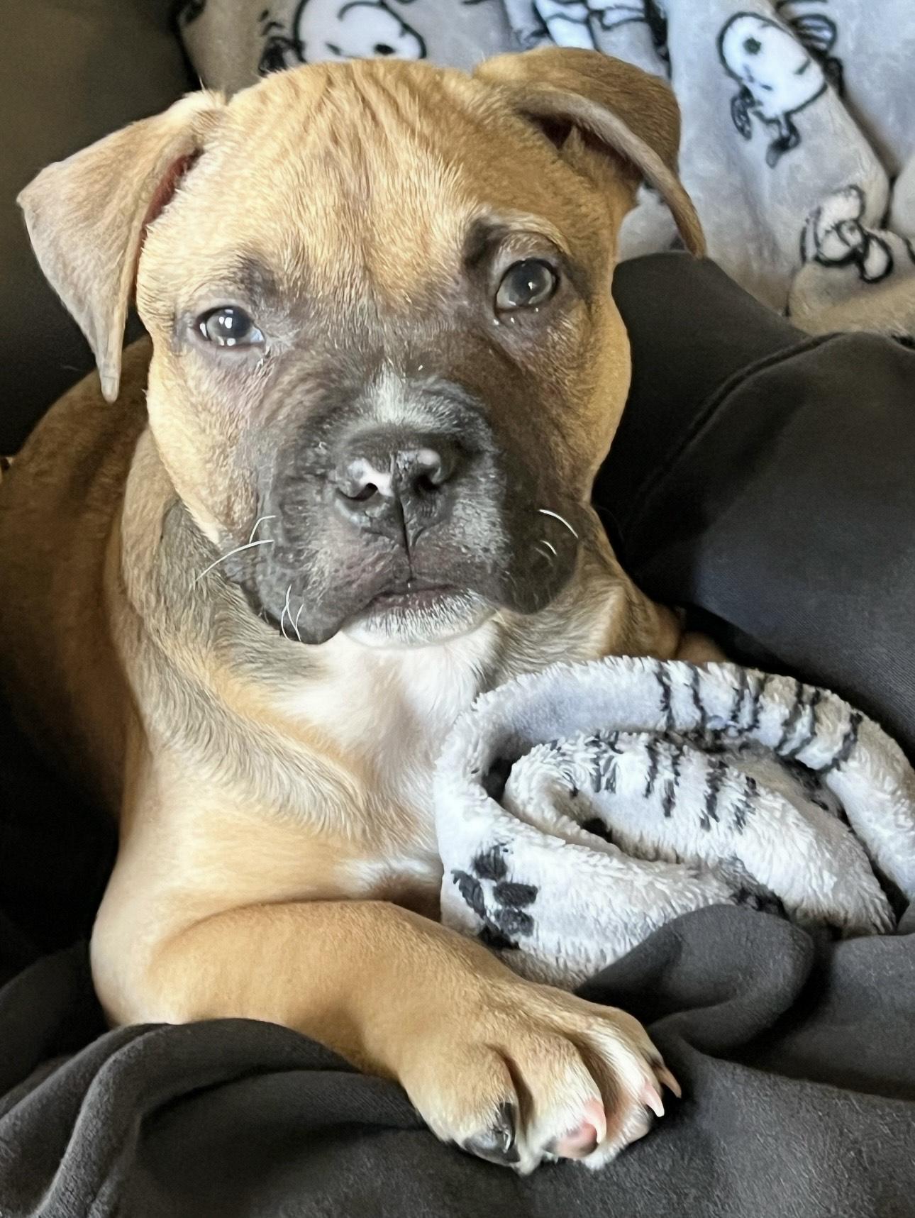 Enlarge Lucky, a ADOPTABLE mixed breed in Orangevale, CA image 1/1