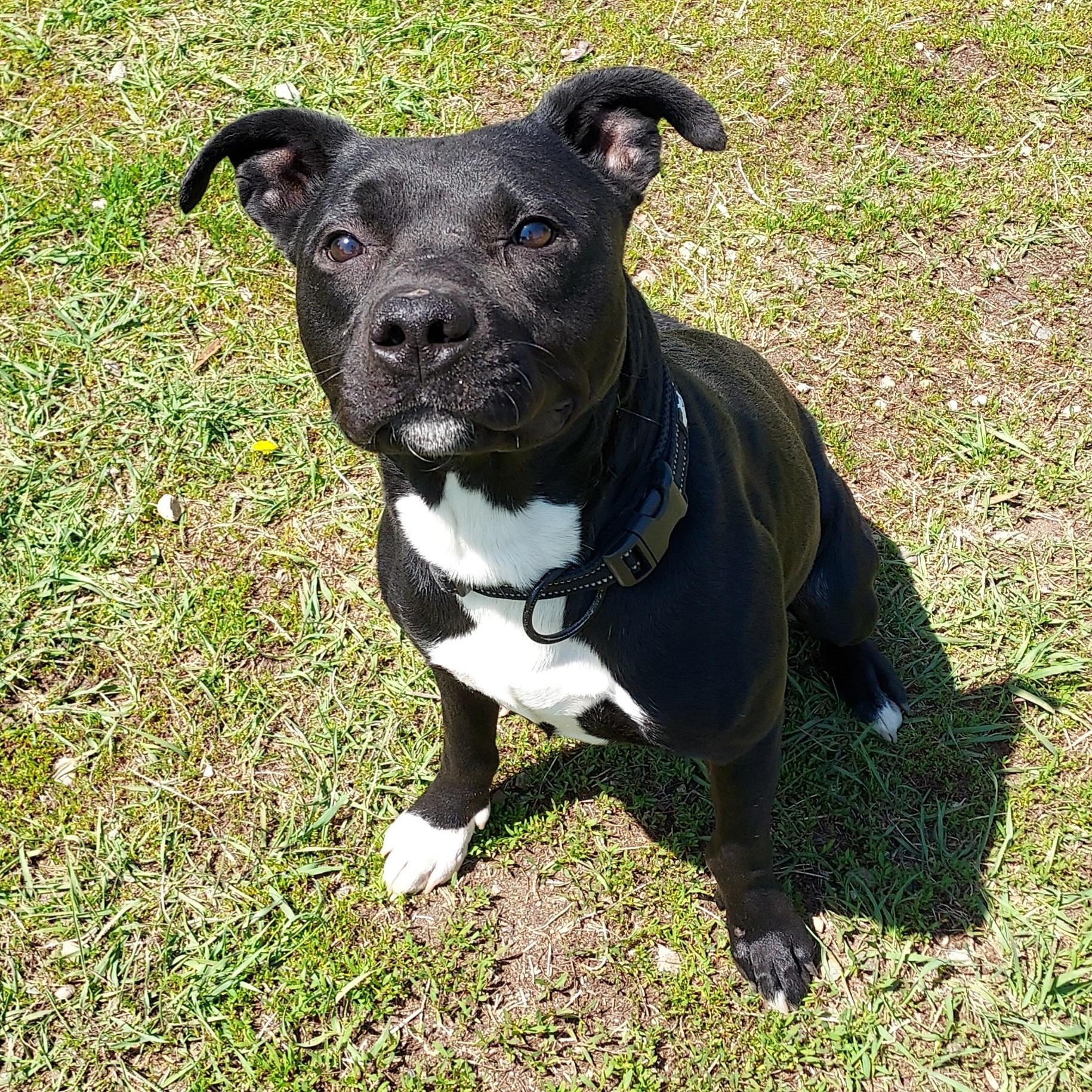 Nos, Adoptable, Adult Male Pit Bull Terrier.