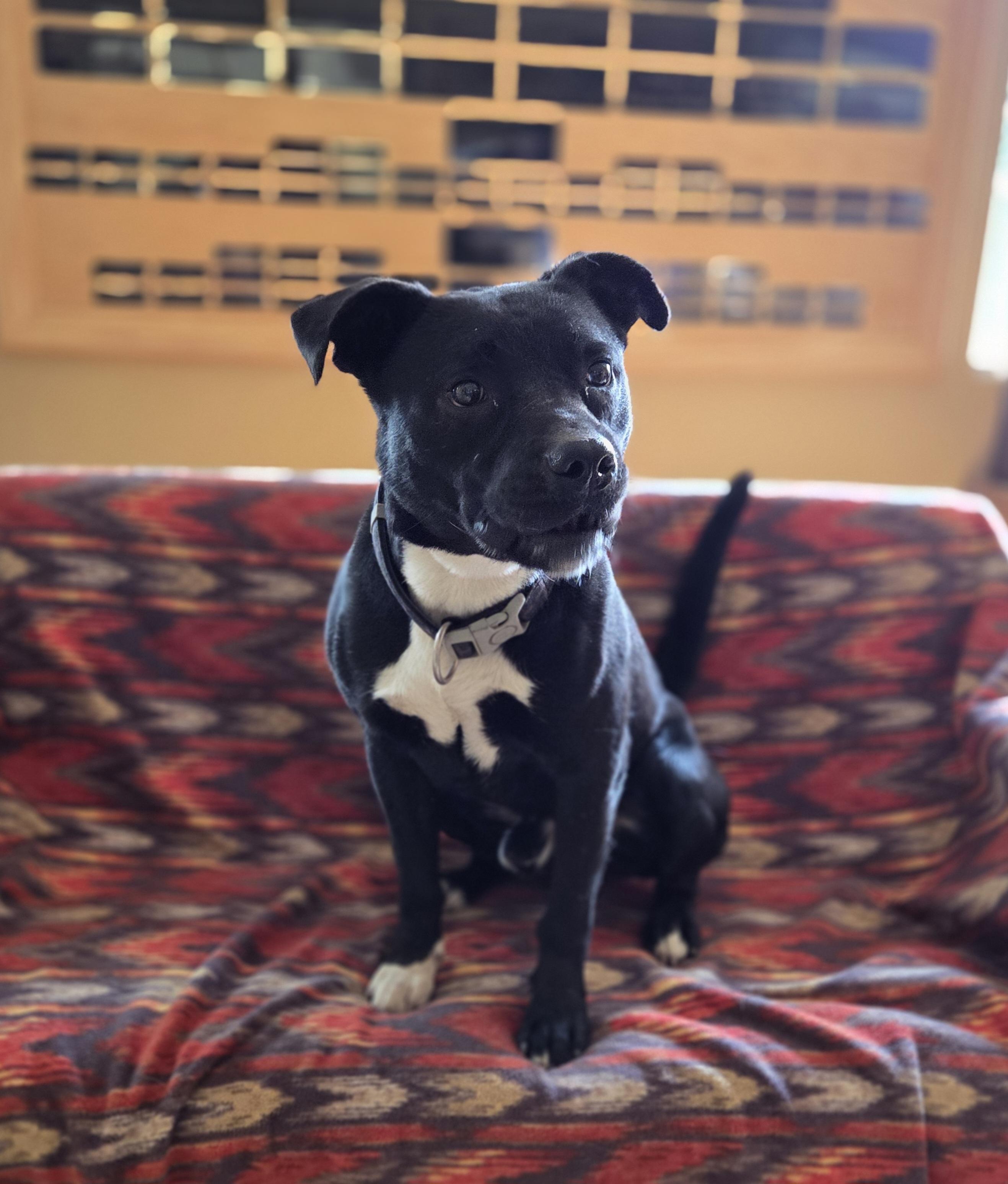 Nos, Adoptable, Adult Male Pit Bull Terrier.