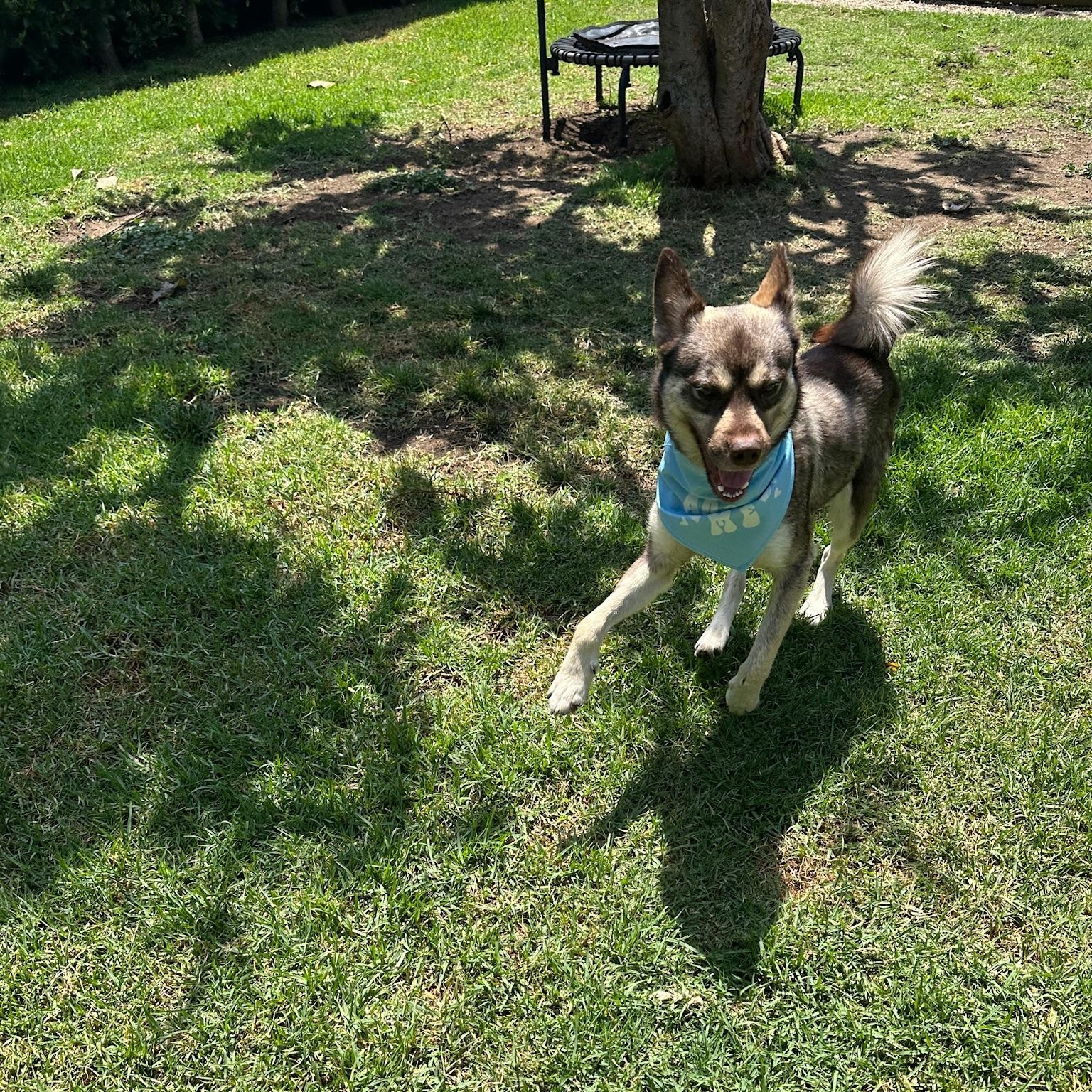 Arlo, a ADOPTABLE mixed breed in Thousand Oaks, CA image 5/6
