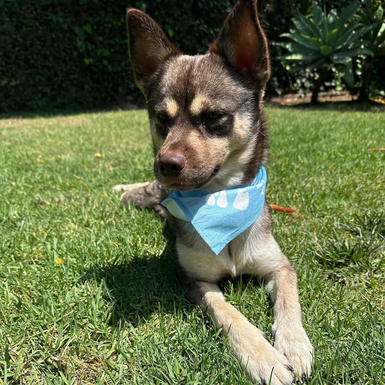 Arlo, a ADOPTABLE mixed breed in Thousand Oaks, CA image 2/6