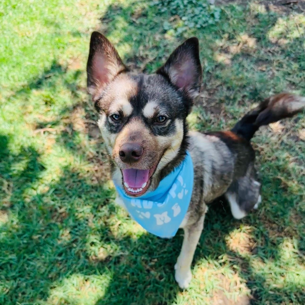 Arlo, a ADOPTABLE mixed breed in Thousand Oaks, CA image 6/6