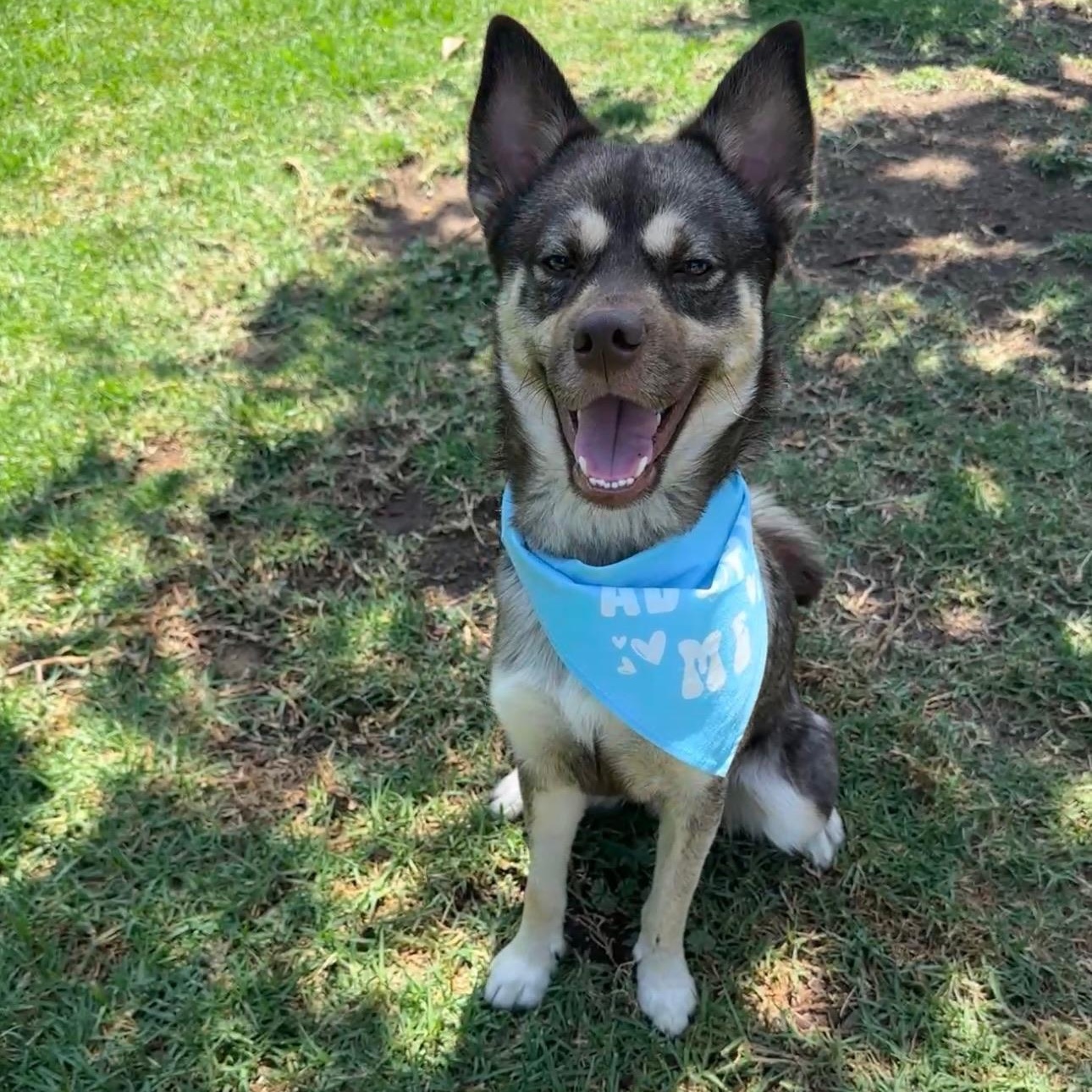 Arlo, ADOPTABLE, Young Male Husky & Chihuahua.