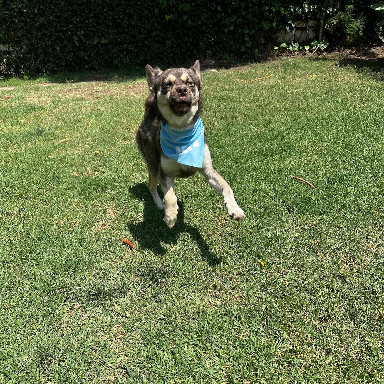 Arlo, a ADOPTABLE mixed breed in Thousand Oaks, CA image 3/6