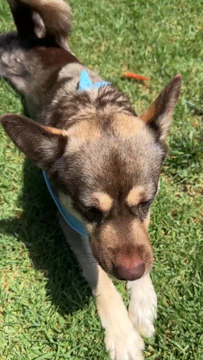Enlarge Arlo, a ADOPTABLE mixed breed in Thousand Oaks, CA video 4/6