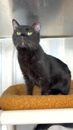 Licorice, ADOPTABLE, Adult Female Domestic Short Hair.