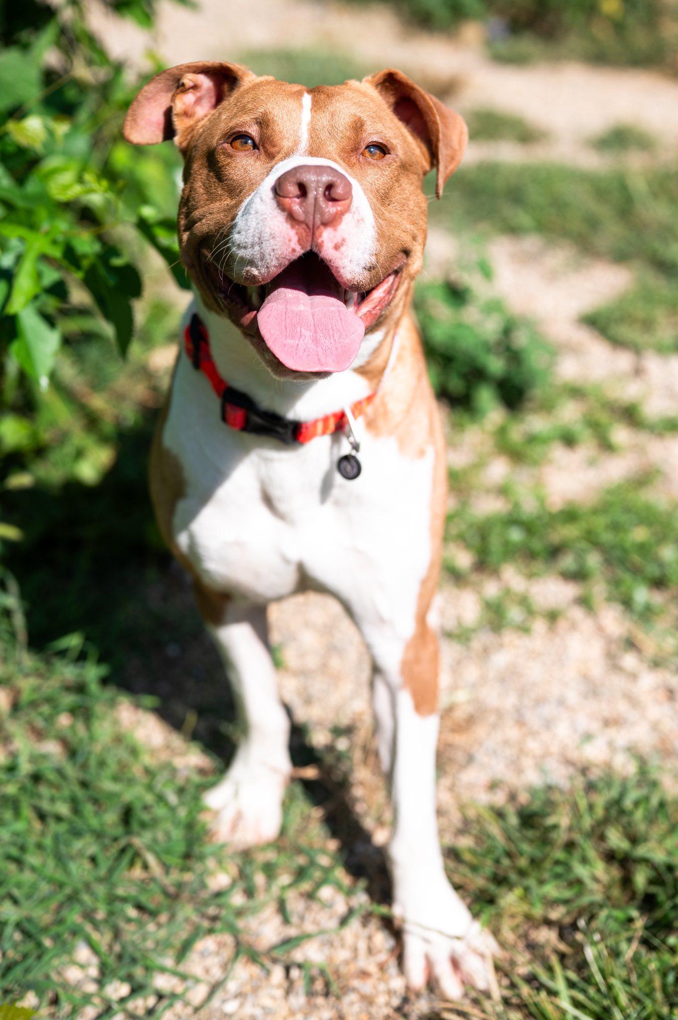 Gibbs, a Adoptable Pit Bull Terrier in Indianapolis, IN image 1/4