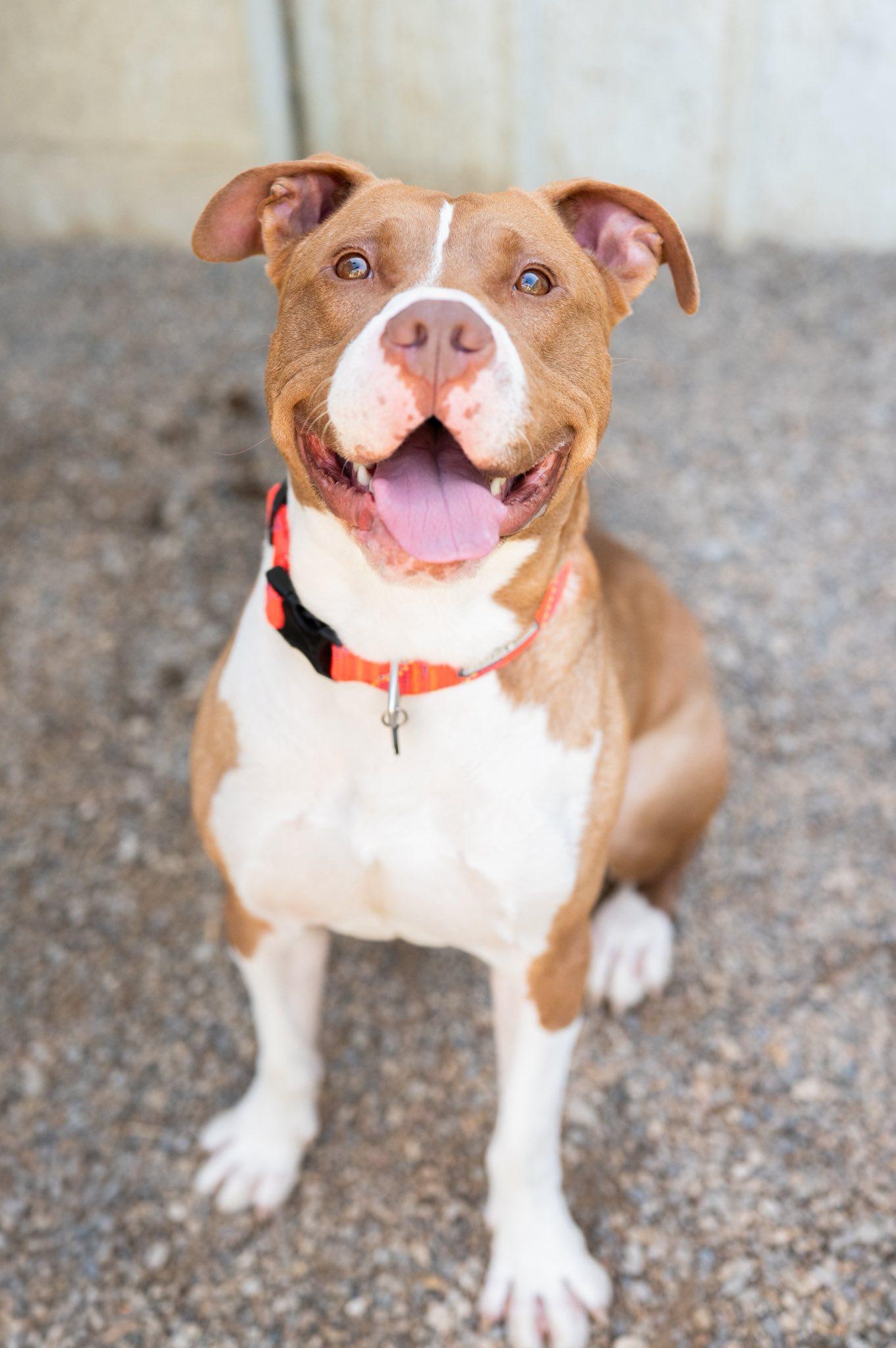 Gibbs, a Adoptable Pit Bull Terrier in Indianapolis, IN image 2/4