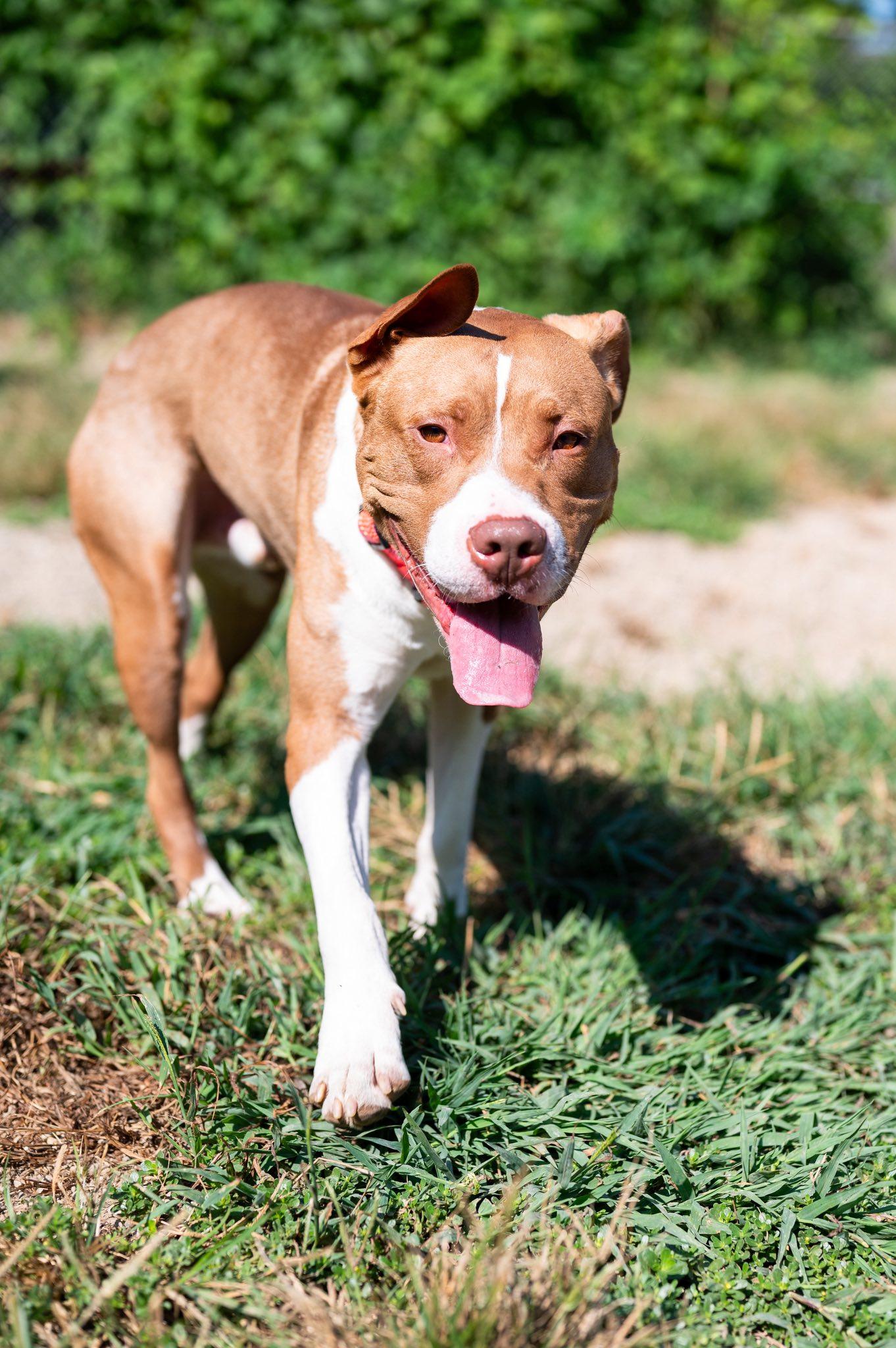 Gibbs, a Adoptable Pit Bull Terrier in Indianapolis, IN image 3/4