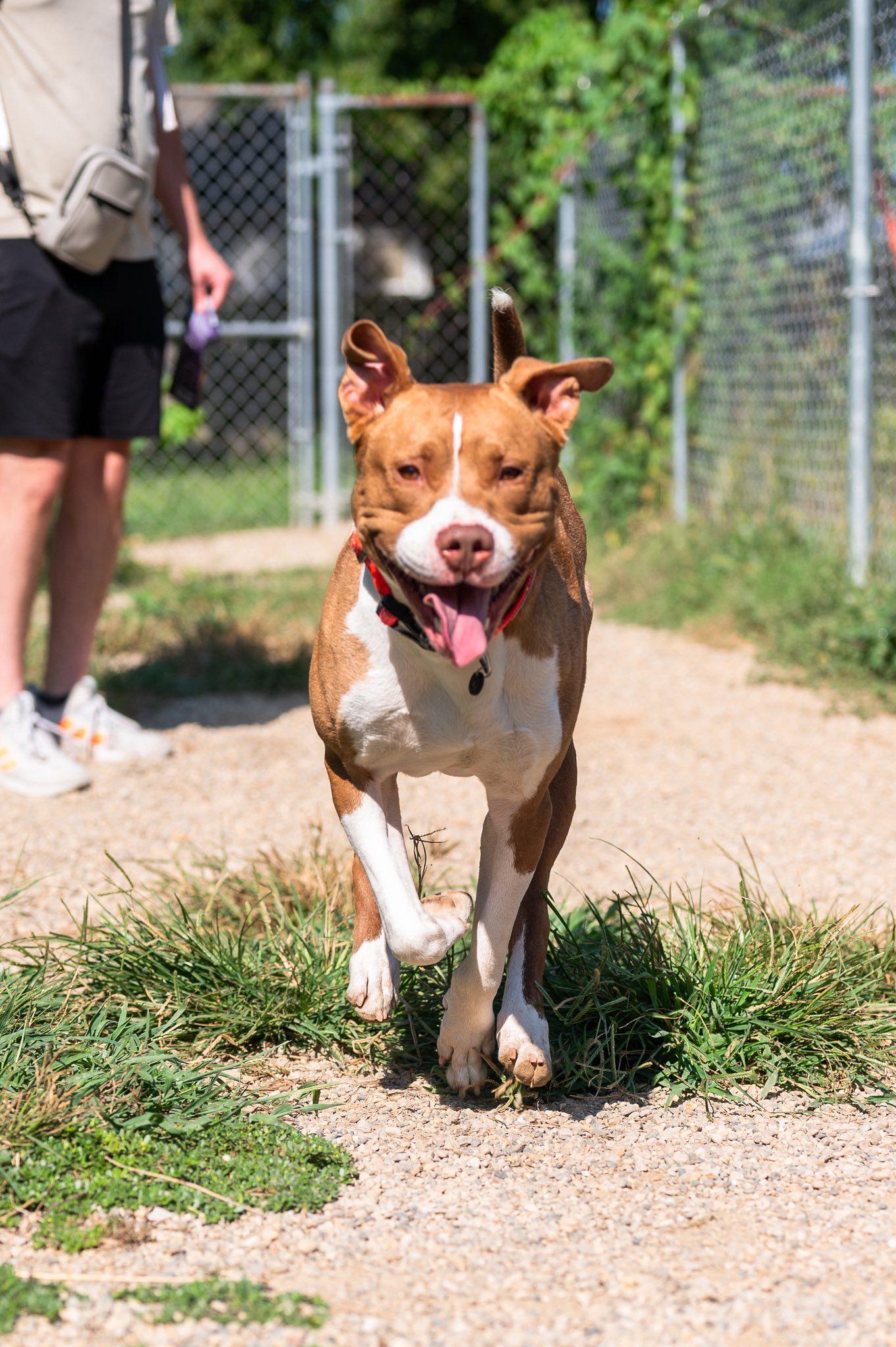 Gibbs, a Adoptable Pit Bull Terrier in Indianapolis, IN image 4/4