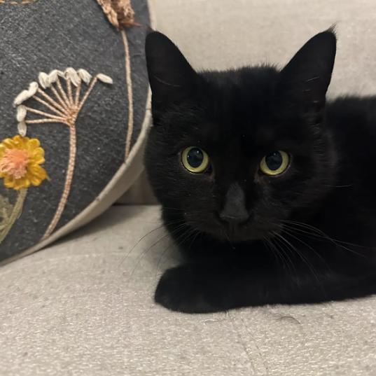 Enlarge Venice, a ADOPTABLE Domestic Short Hair in Evanston, IL image 1/1