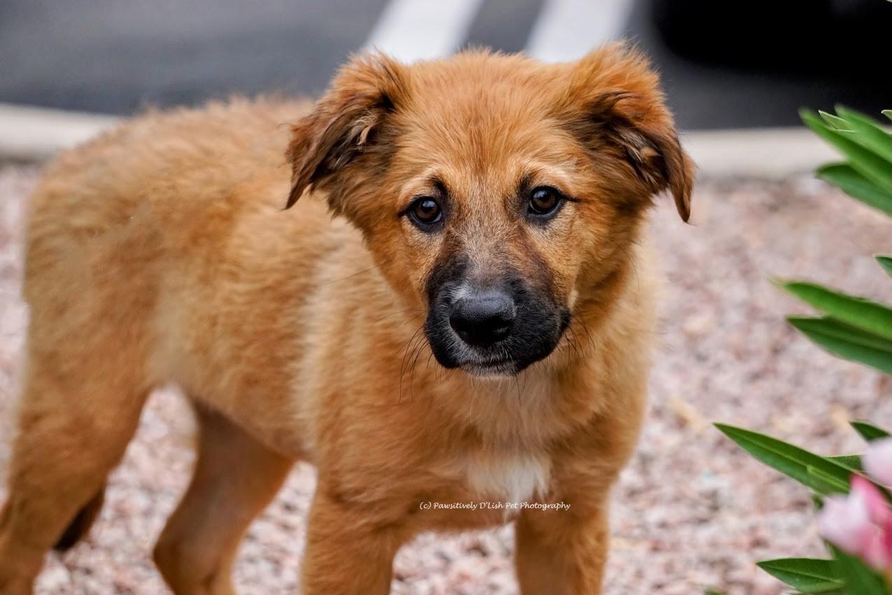 Enlarge Jaina, an adopted mixed breed in Cave Creek, AZ image 2/2