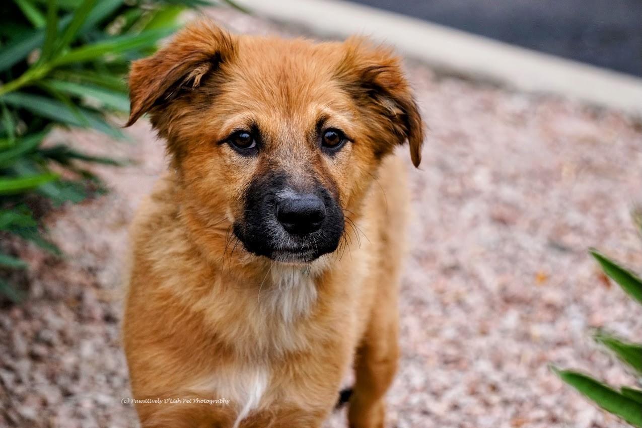 Enlarge Jaina, an adopted mixed breed in Cave Creek, AZ image 1/2