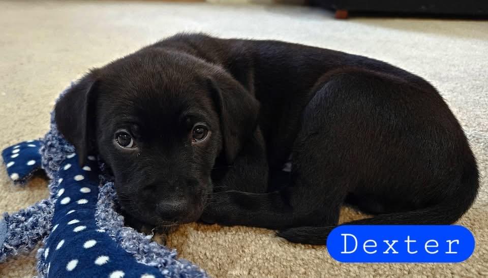 Enlarge Dexter, a Adoptable mixed breed in Berlin, NJ image 1/3