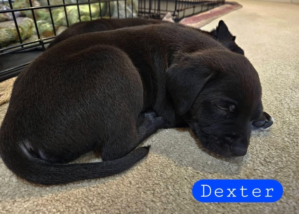 Enlarge Dexter, a Adoptable mixed breed in Berlin, NJ image 2/3
