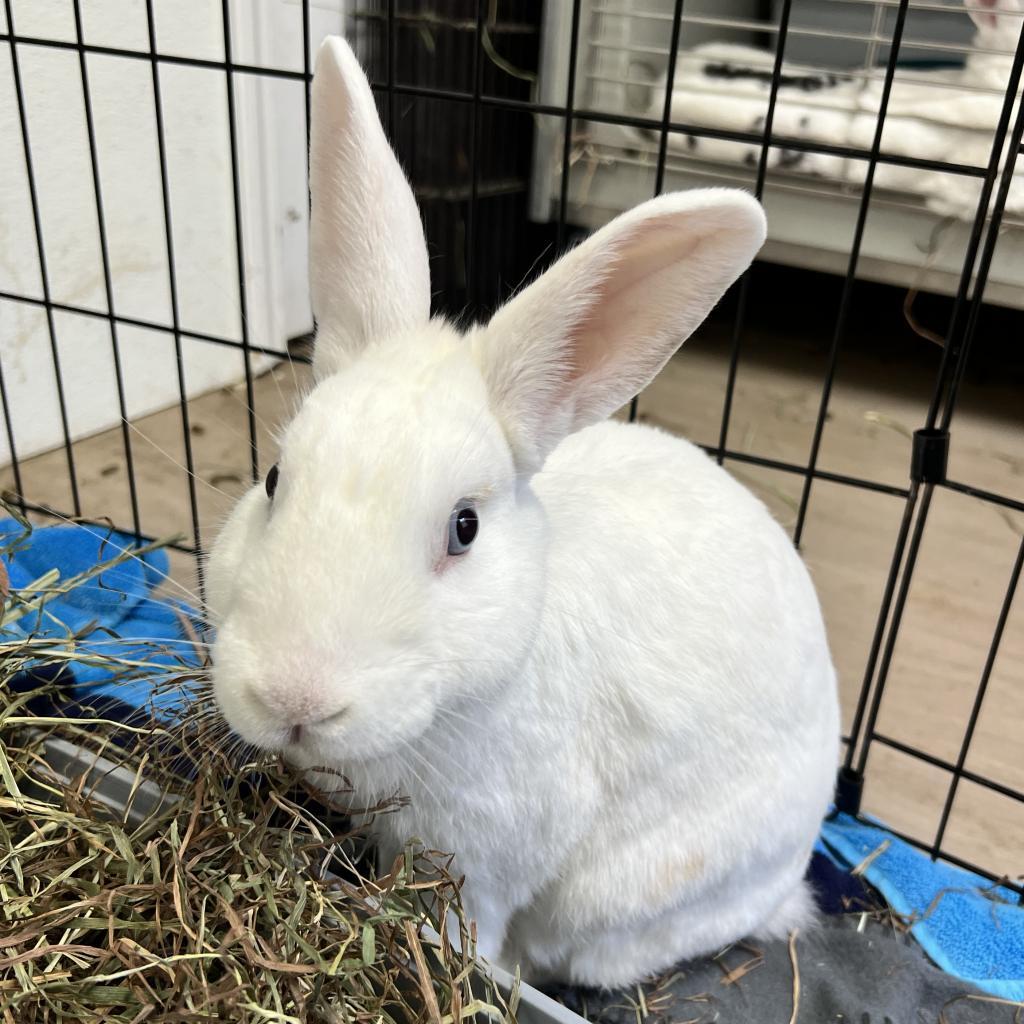 Enlarge Saffron, a Adoptable American in Kennesaw, GA image 1/2