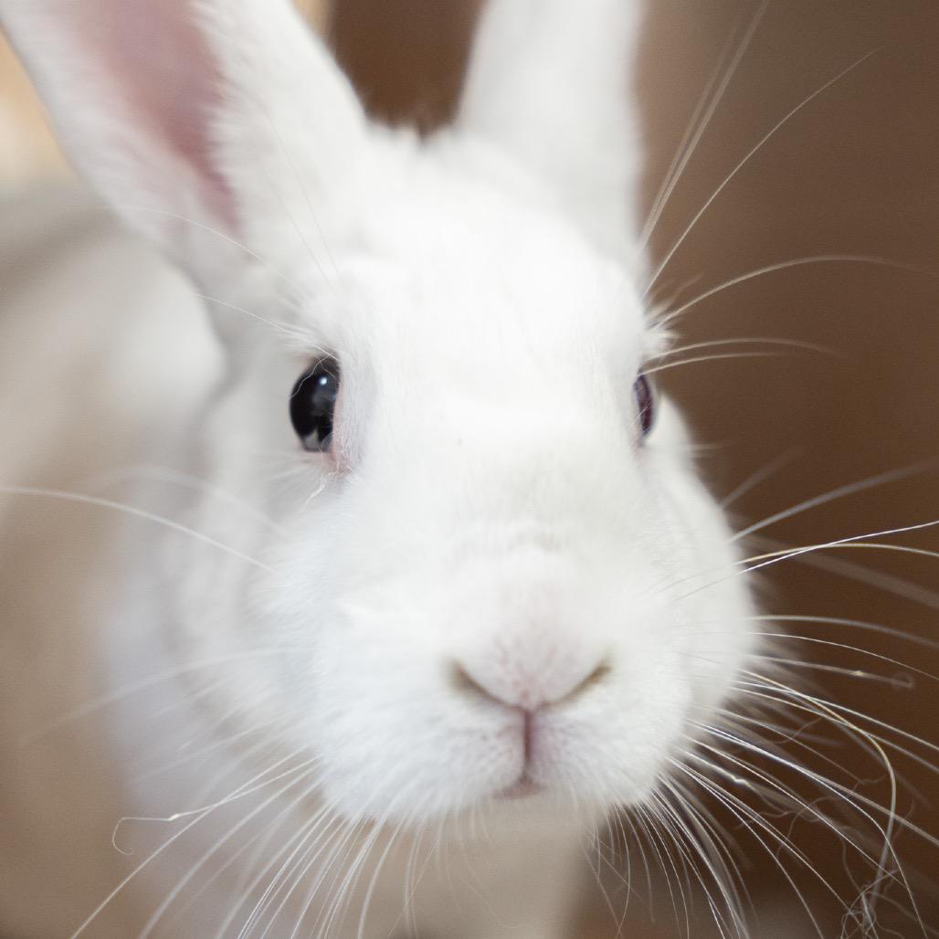 Enlarge Saffron, a Adoptable American in Kennesaw, GA image 2/2