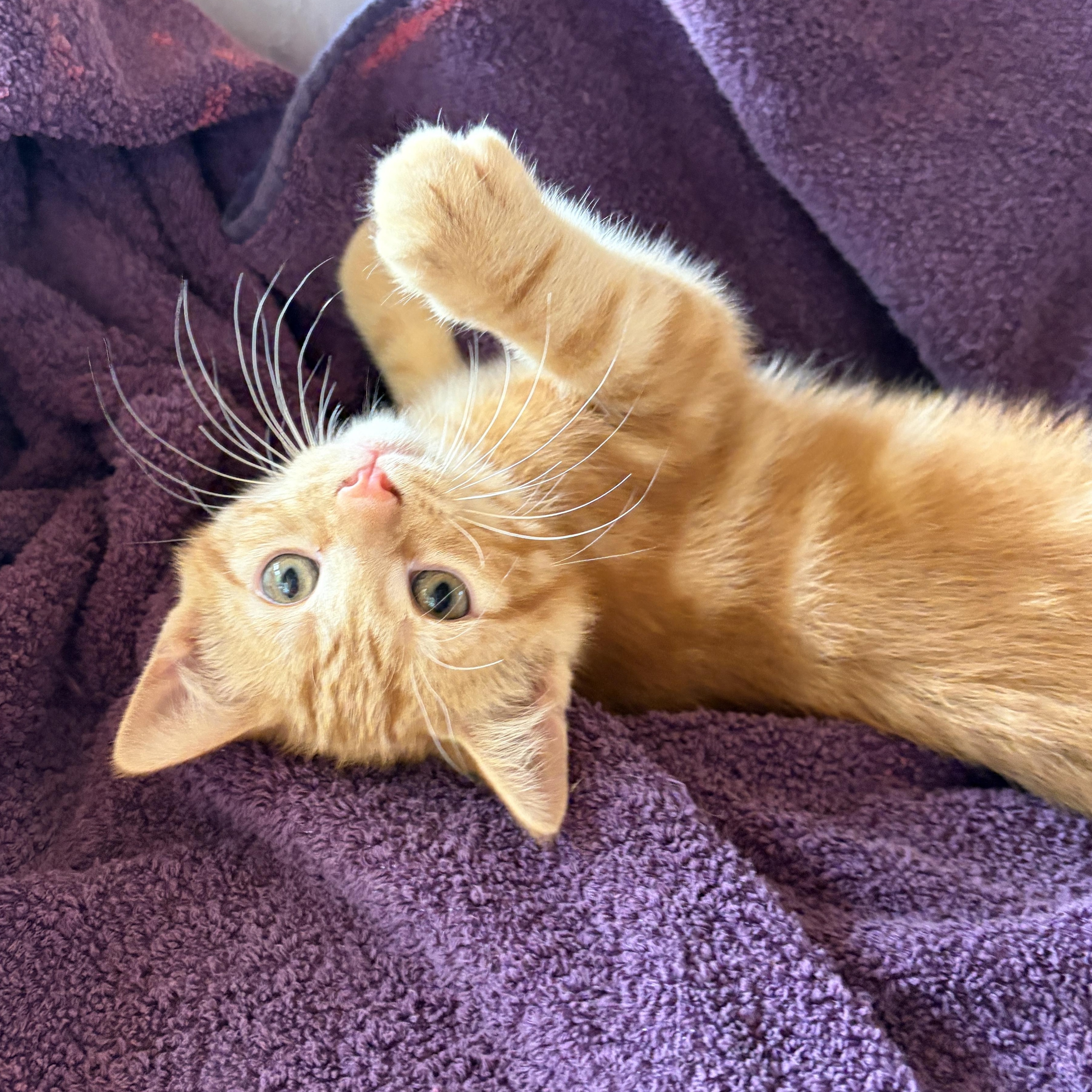 SPANKY, an adoptable Domestic Short Hair in East Greenwich, RI image 3/6