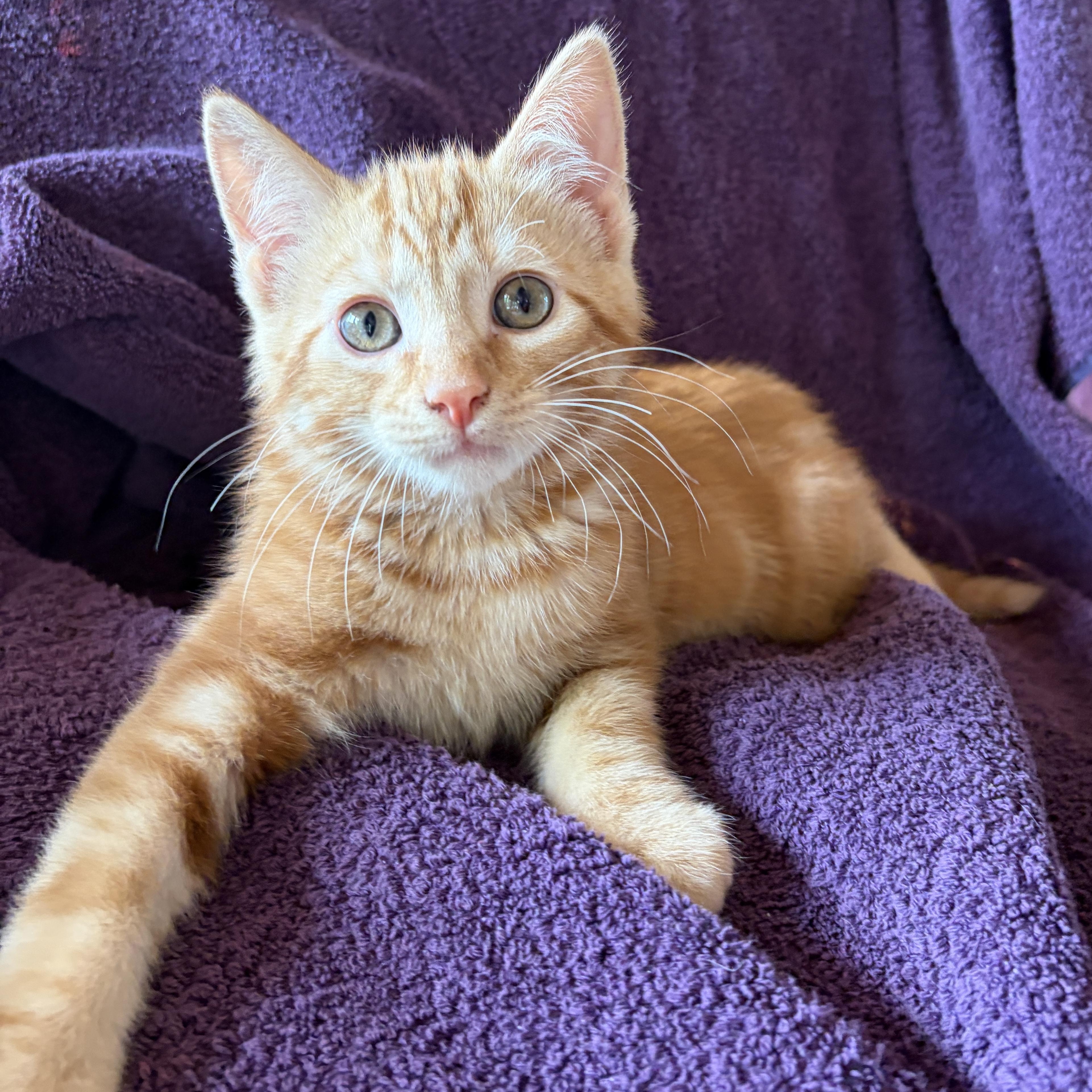 SPANKY, an adoptable Domestic Short Hair in East Greenwich, RI image 4/6