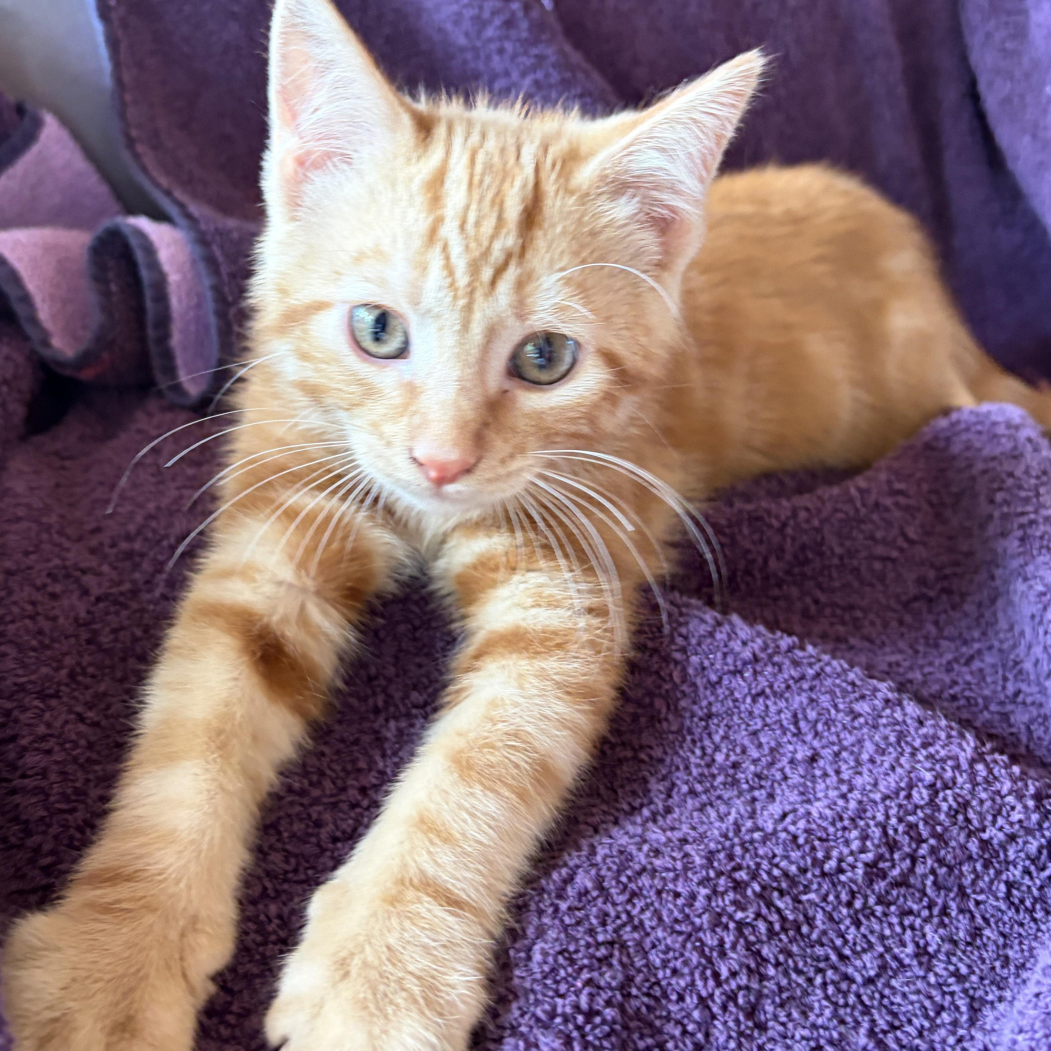 SPANKY, an adoptable Domestic Short Hair in East Greenwich, RI image 6/6