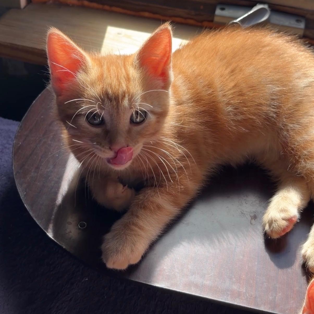 SPANKY, an adoptable Domestic Short Hair in East Greenwich, RI image 2/6