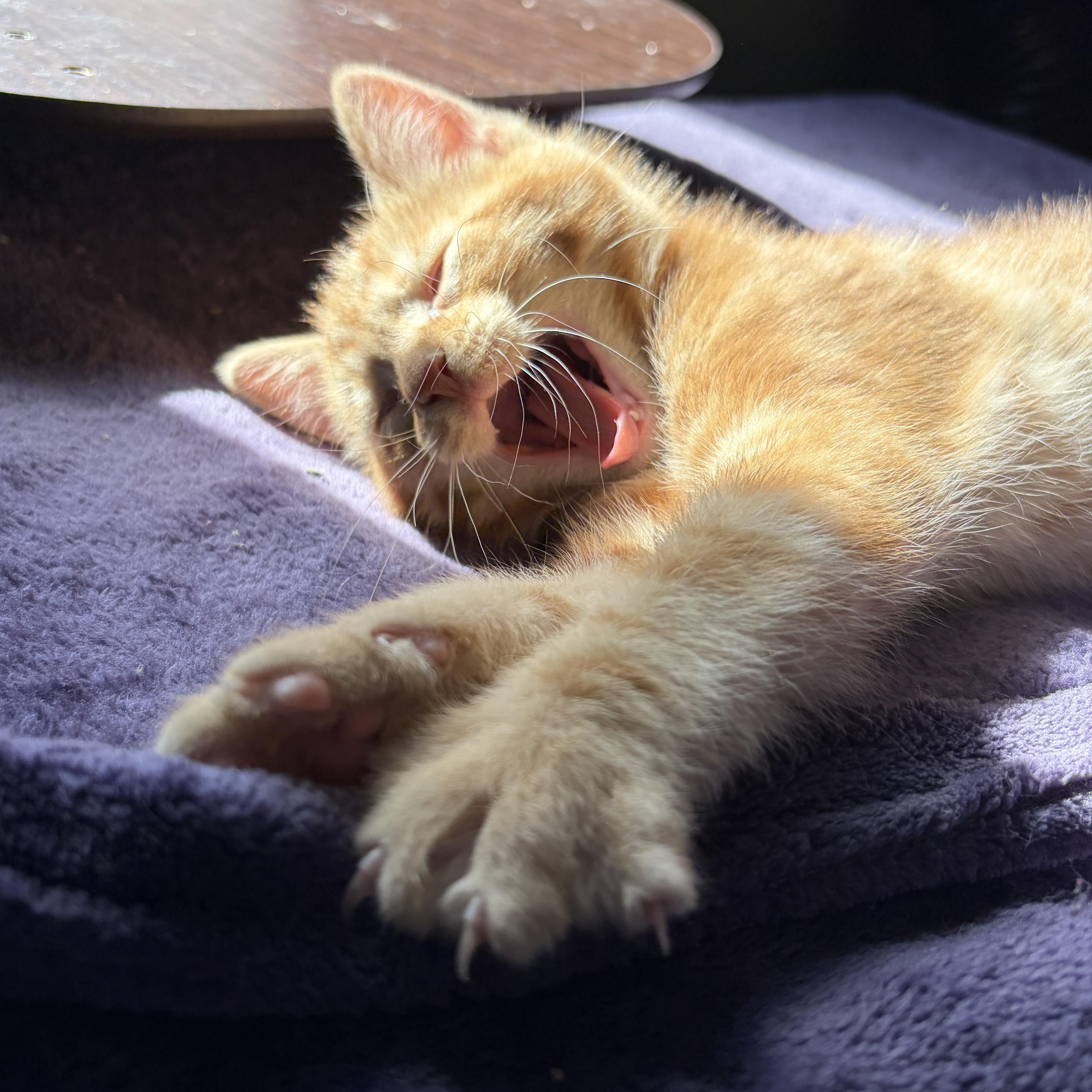 SPANKY, an adoptable Domestic Short Hair in East Greenwich, RI image 5/6