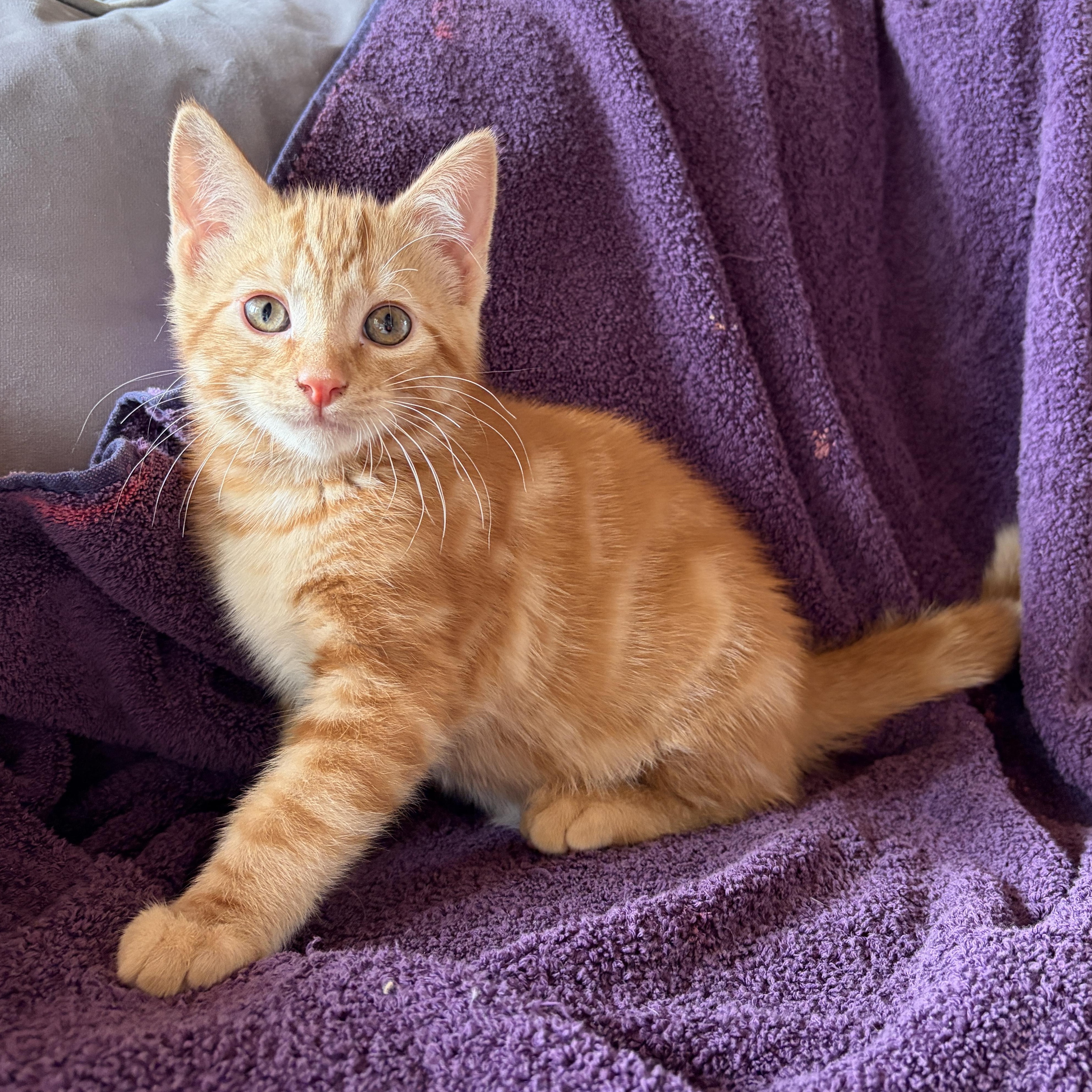 SPANKY, adoptable, Kitten Male Domestic Short Hair.