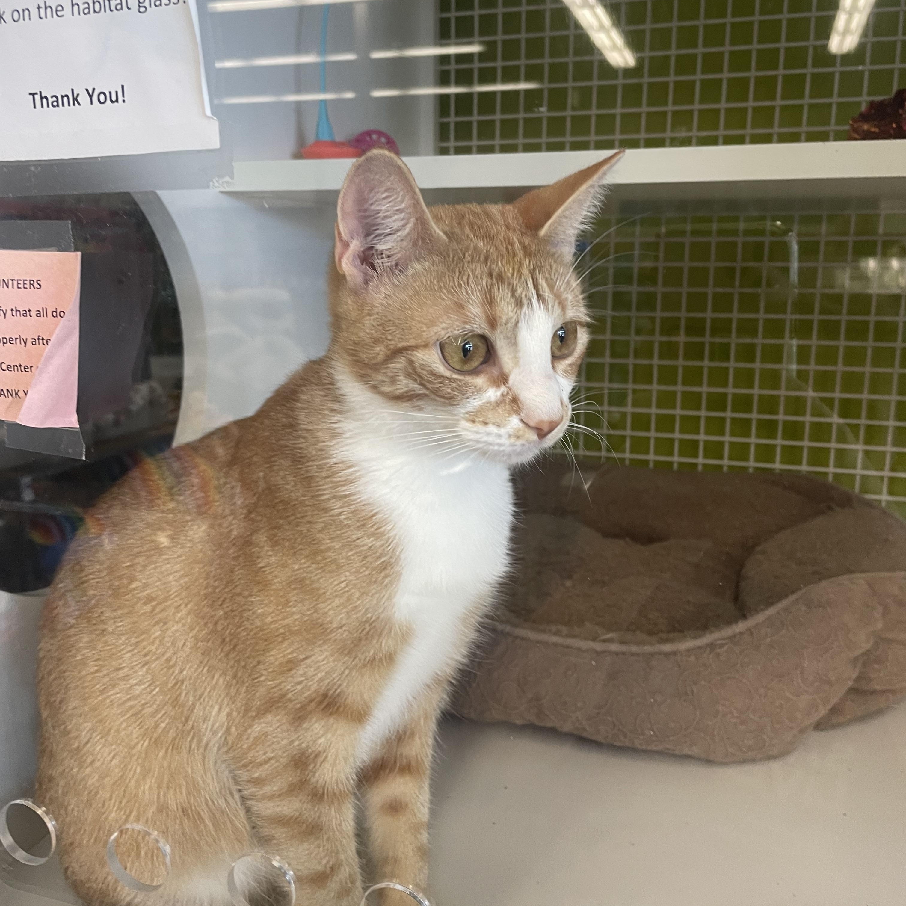 Mersalia, Adoptable, Adult Female Domestic Short Hair.
