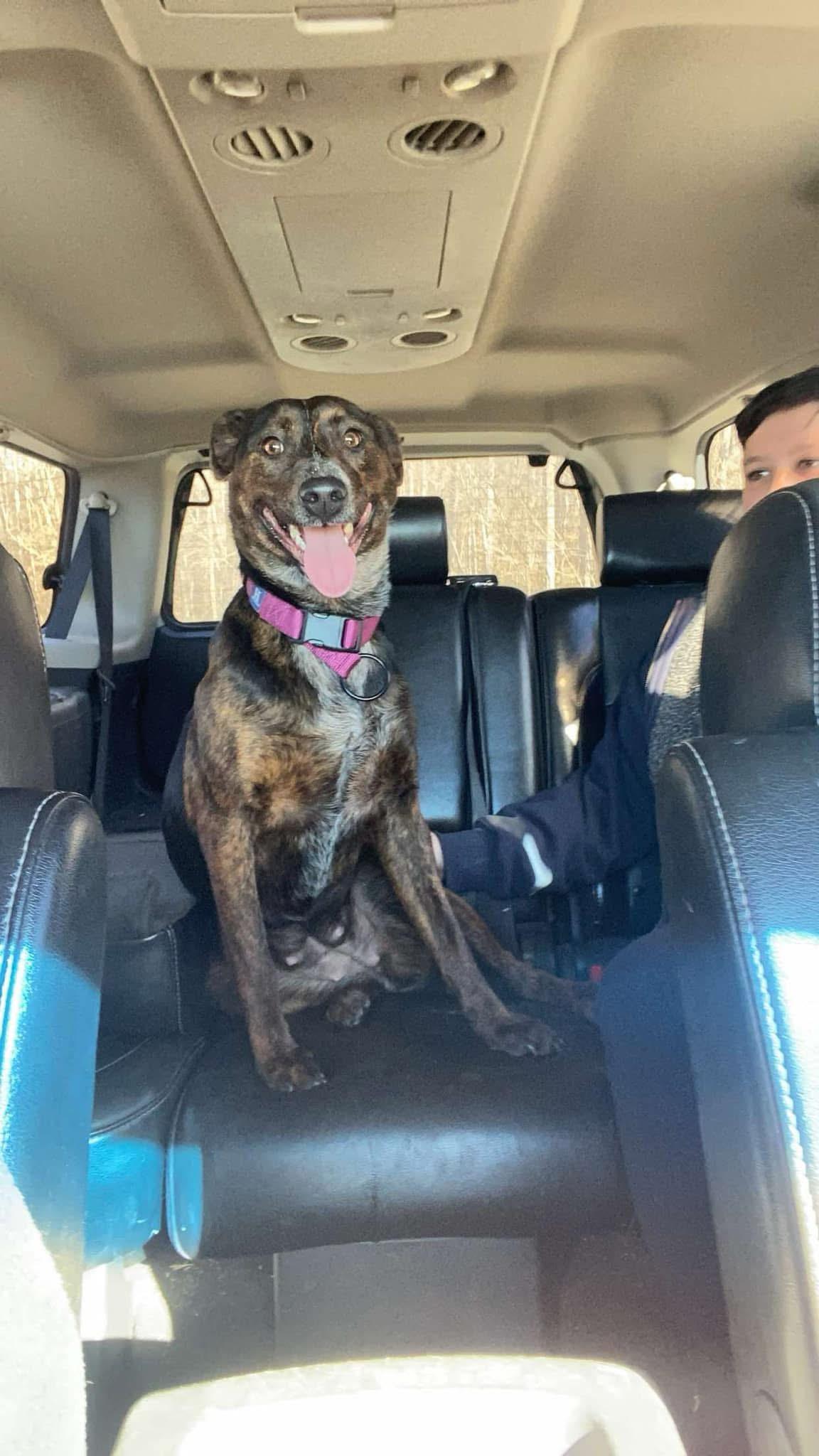 Luna, a Adopted mixed breed in Sparta, NC image 5/5