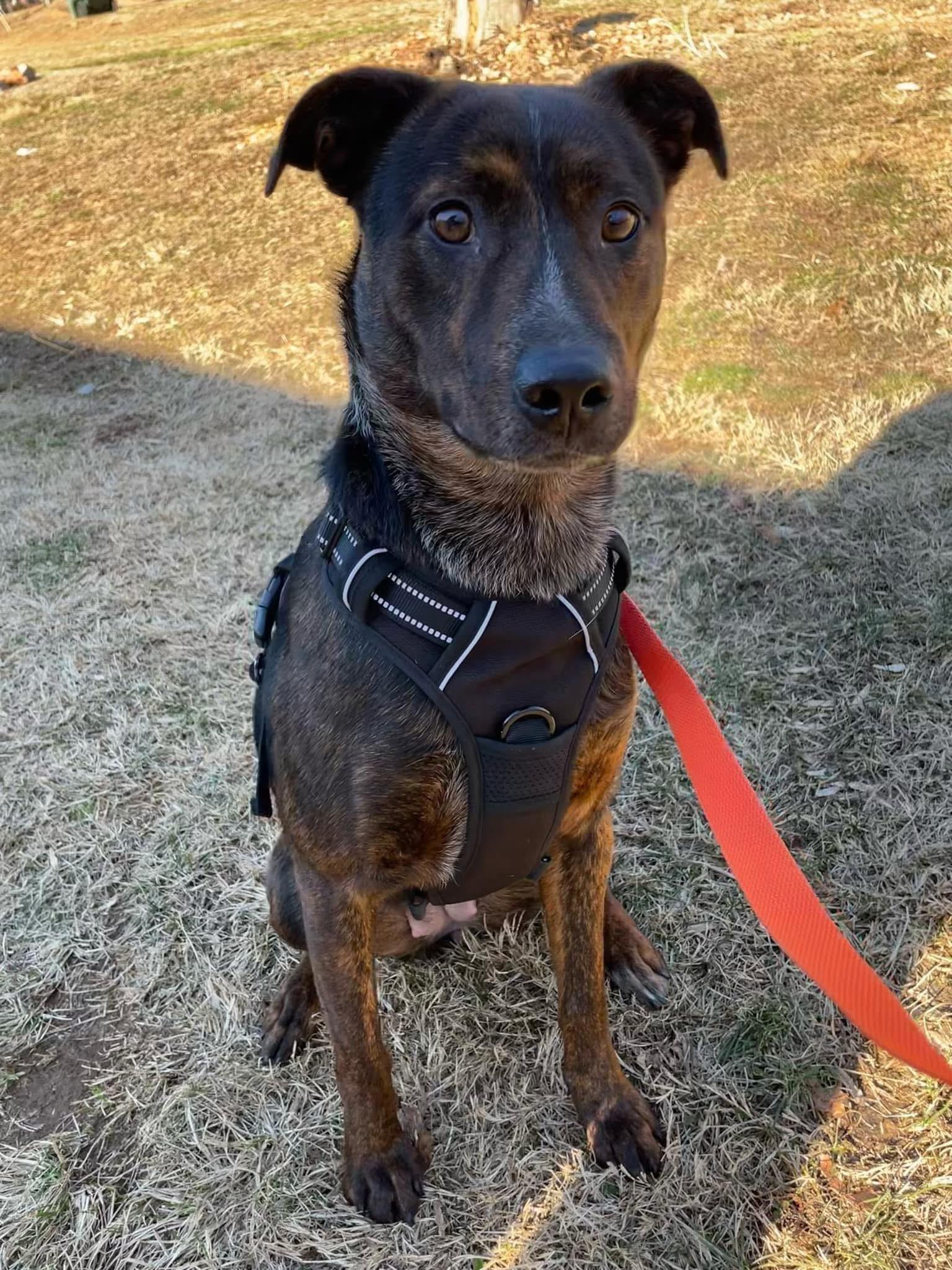 Luna, a Adopted mixed breed in Sparta, NC image 3/5
