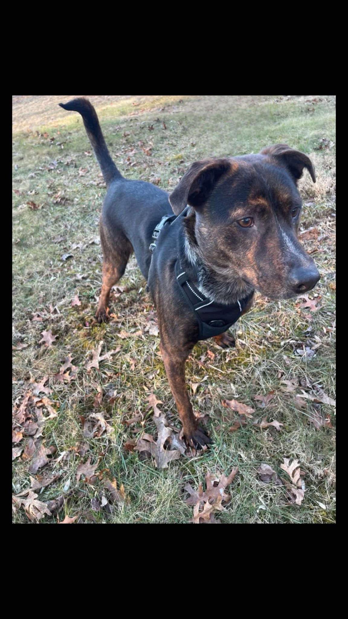 Luna, Adopted, Young Female Australian Cattle Dog / Blue Heeler.