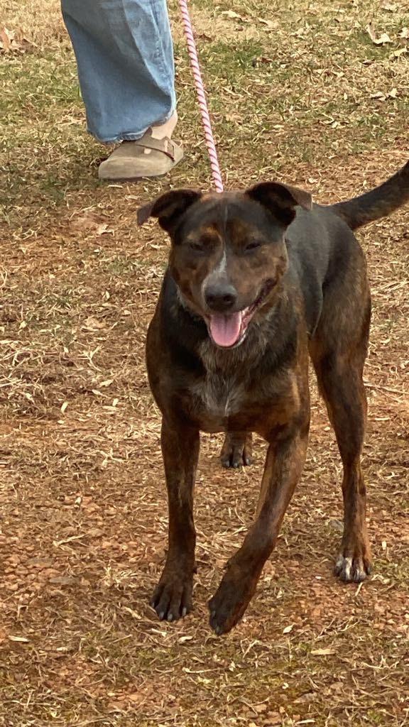 Luna, a Adopted mixed breed in Sparta, NC image 1/5
