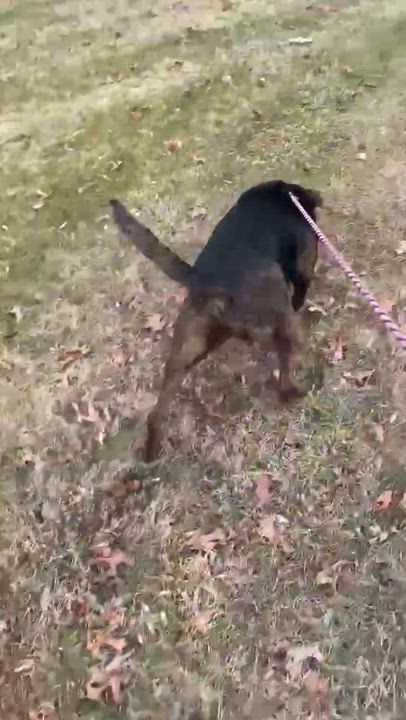 Enlarge Luna, a Adopted mixed breed in Sparta, NC video 2/5