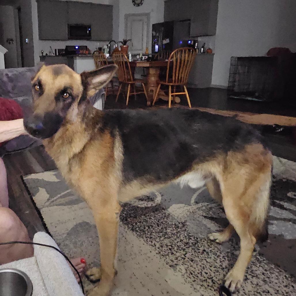 Chief, Adoptable, Adult Male German Shepherd Dog.