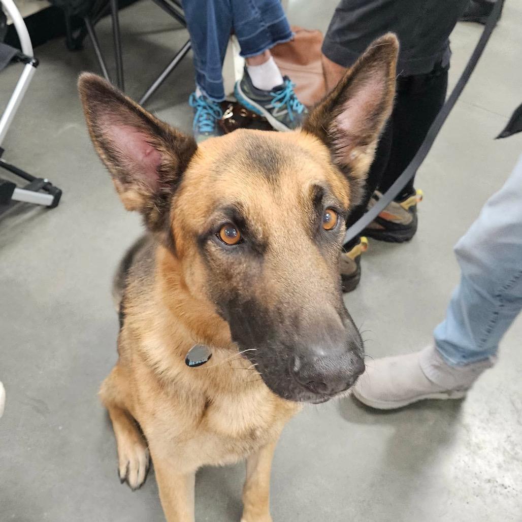 Chief, Adoptable, Adult Male German Shepherd Dog.