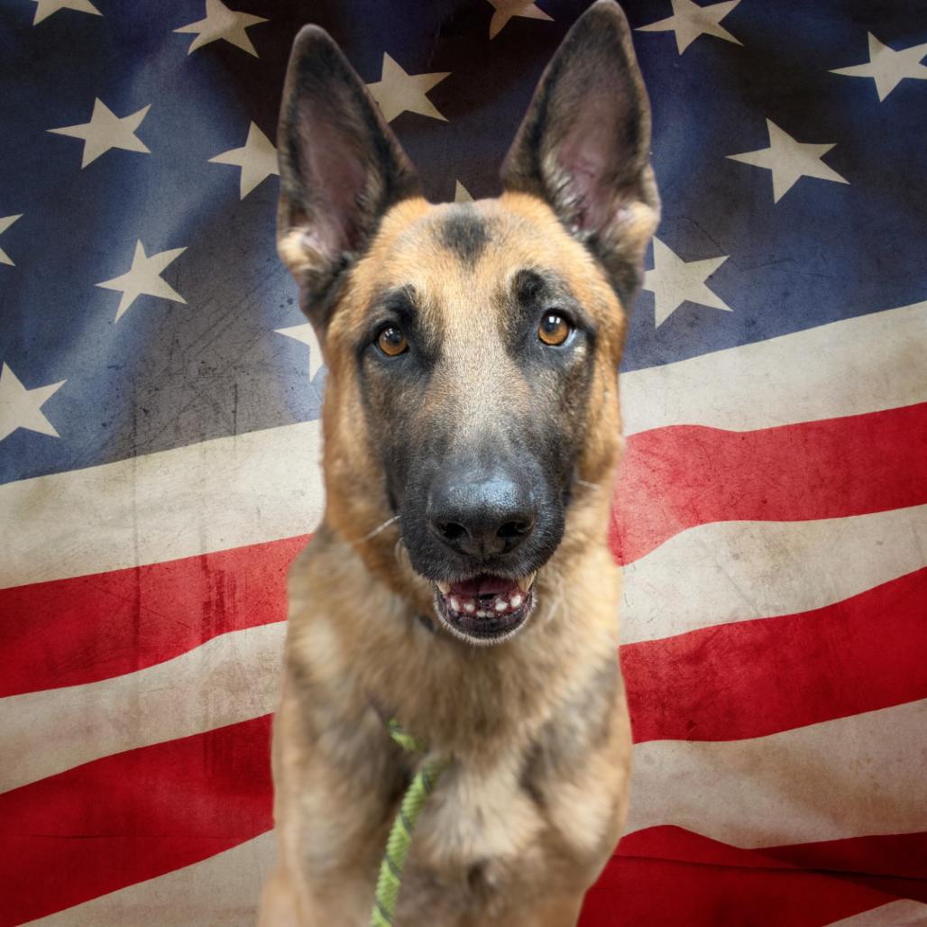 Enlarge Chief, a Adoptable German Shepherd Dog in Tulsa, OK image 2/6