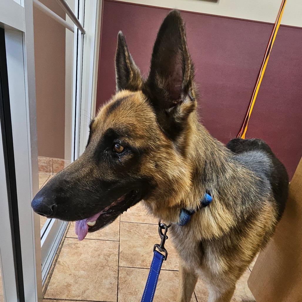 Enlarge Chief, a Adoptable German Shepherd Dog in Tulsa, OK image 2/3