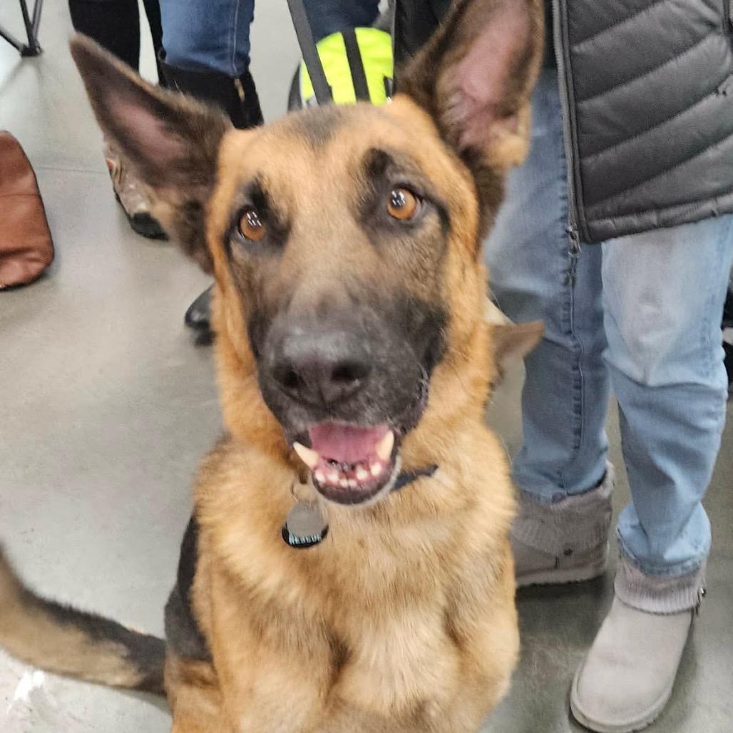 Enlarge Chief, a Adoptable German Shepherd Dog in Tulsa, OK image 6/6