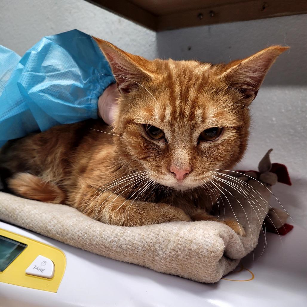 Enlarge Gus, a Adoptable Domestic Short Hair in Allyn, WA image 1/1