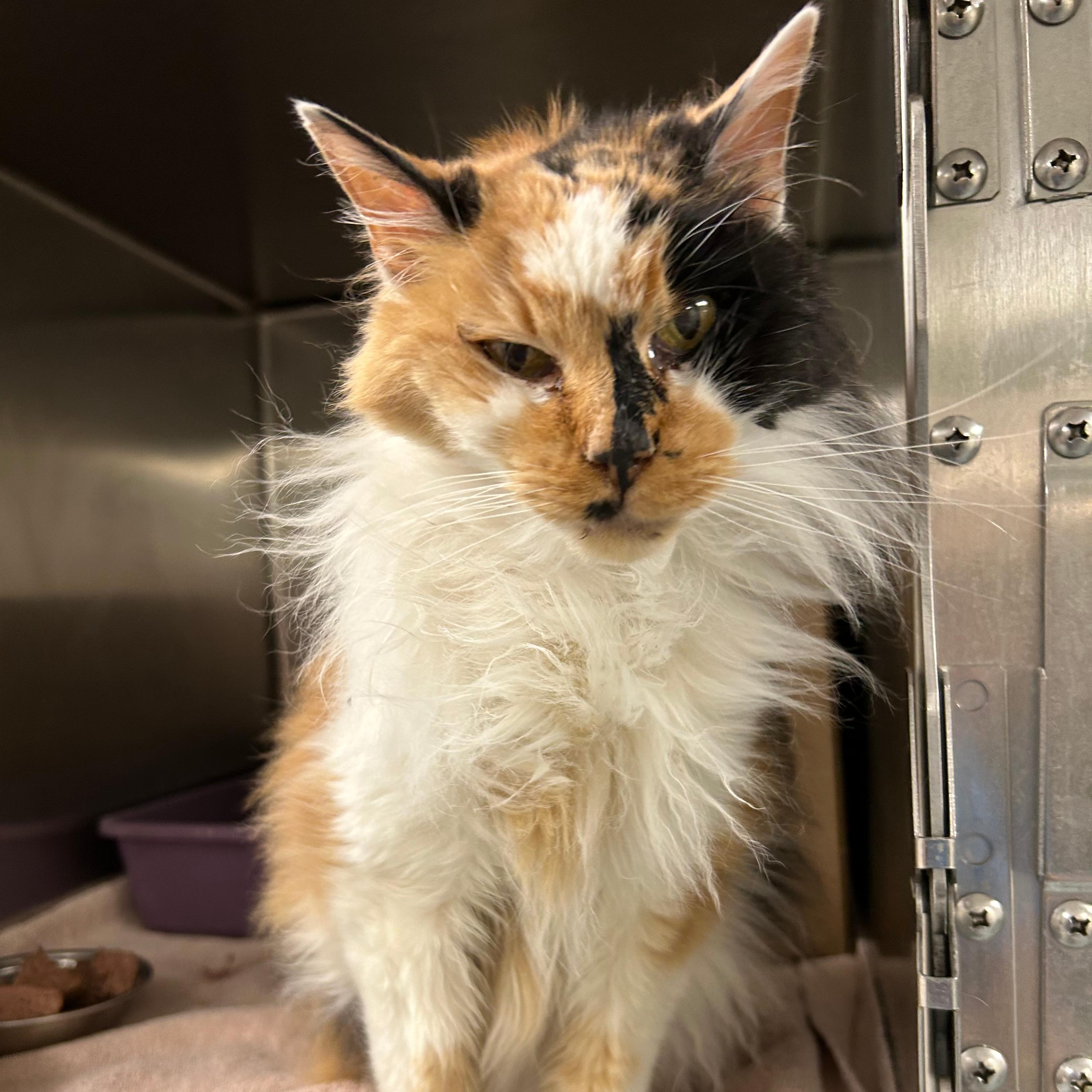 Enlarge Merrin, a Adoptable Domestic Long Hair in Lindon, UT image 1/1