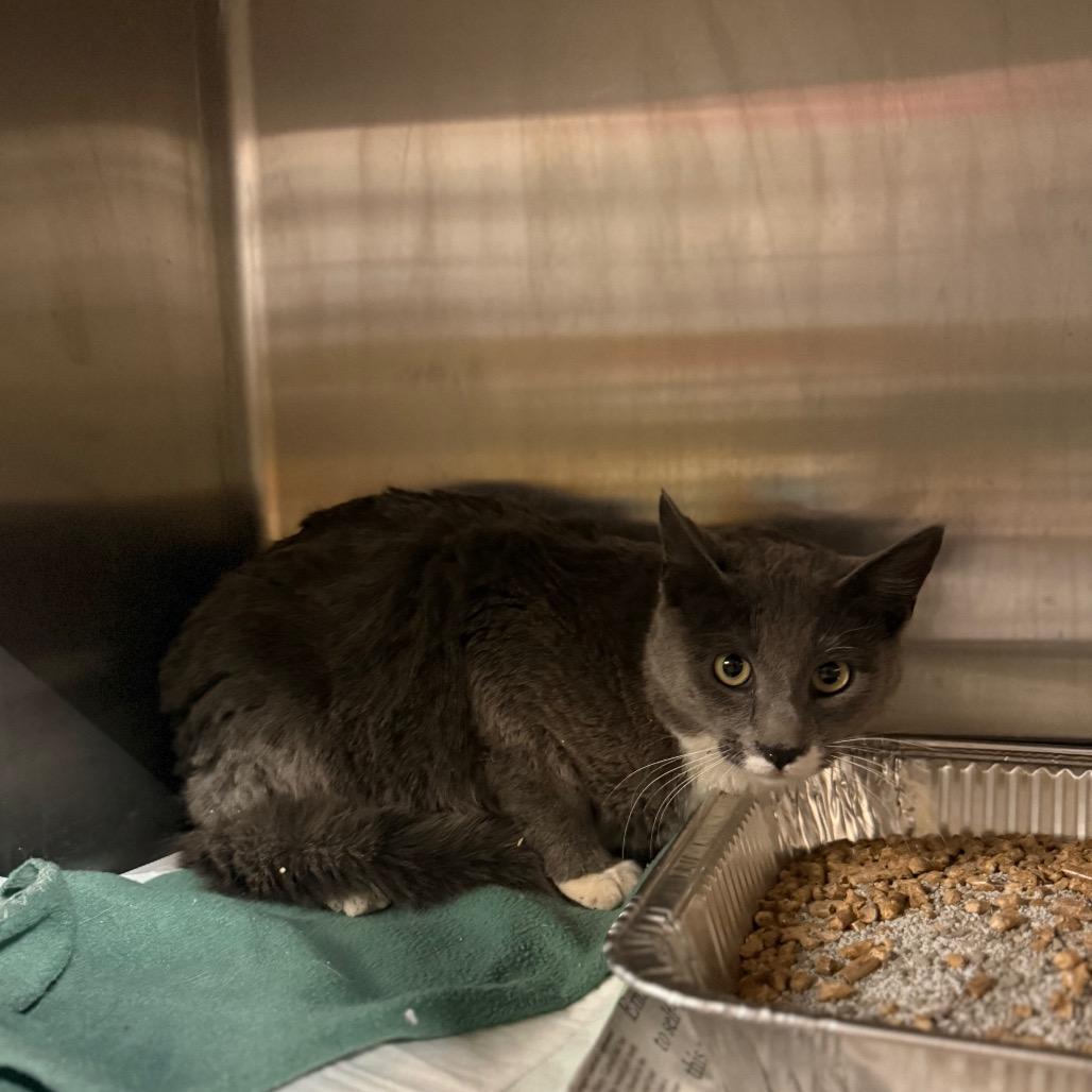 Enlarge Knox, a Adoptable Domestic Short Hair in Pauls Valley, OK image 1/1