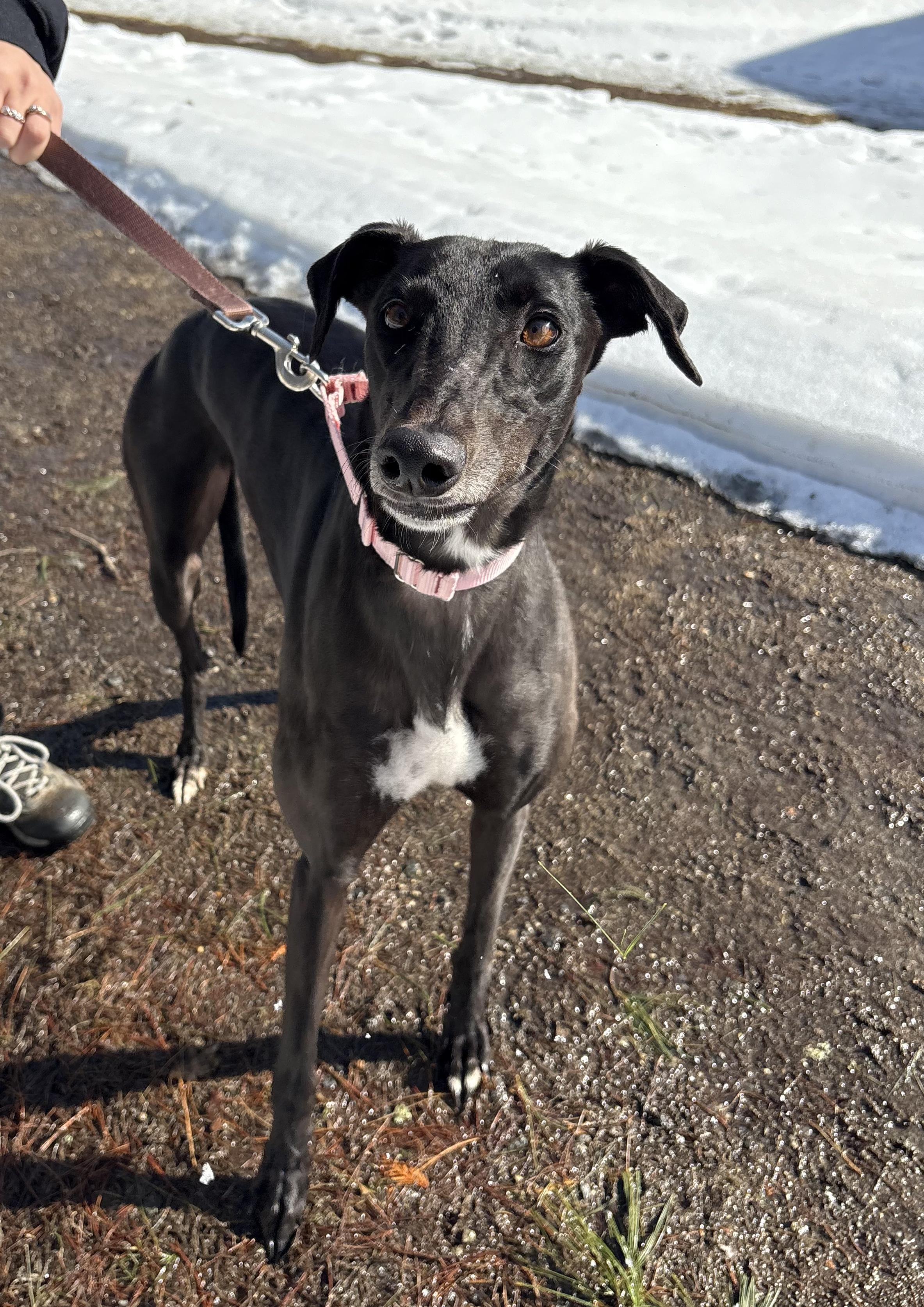 Mya, a Adoptable Greyhound in Swanzey, NH image 3/3