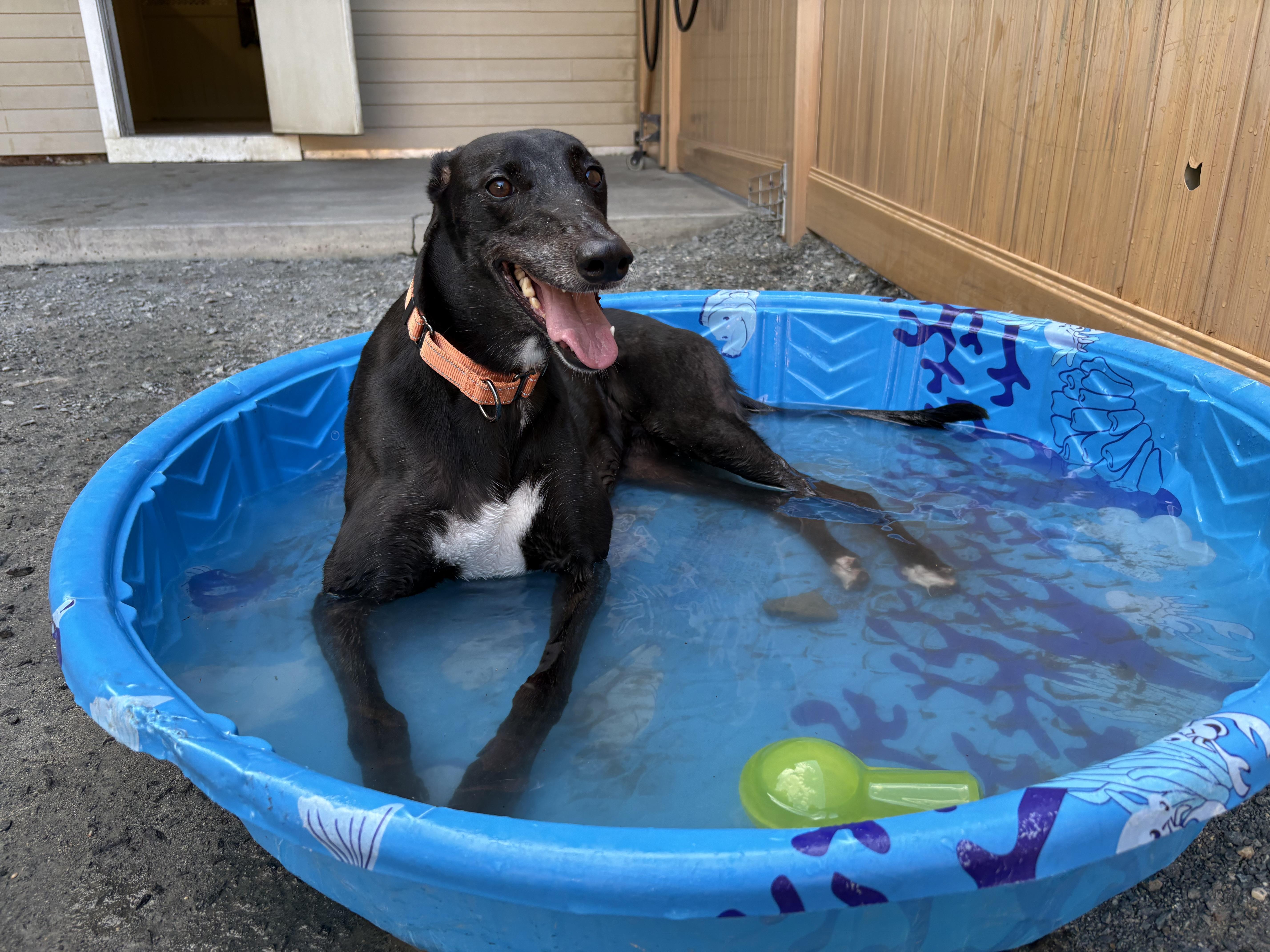 Mya, Adoptable, Adult Female Greyhound.