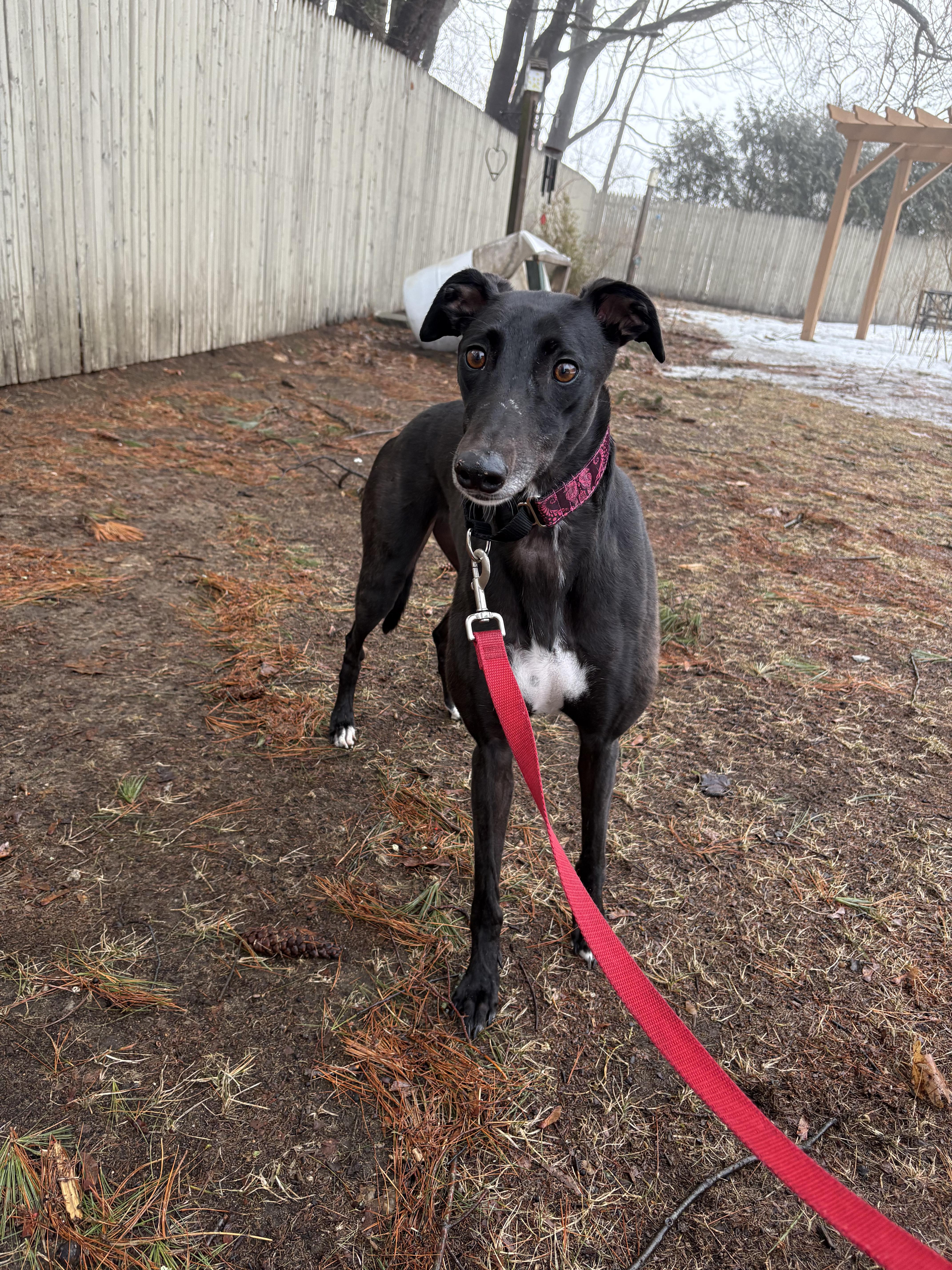 Mya, a Adoptable Greyhound in Swanzey, NH image 1/3