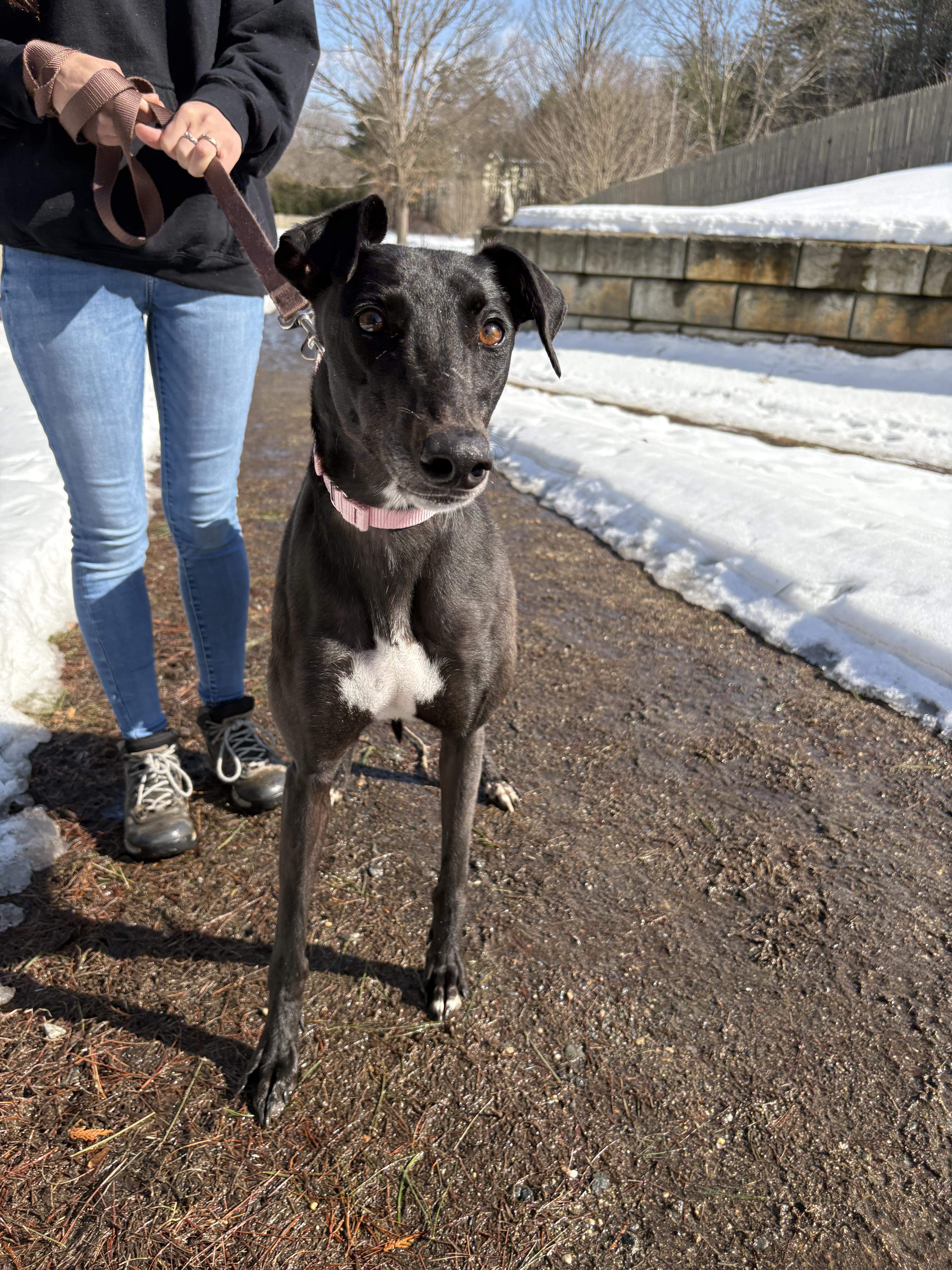 Mya, a Adoptable Greyhound in Swanzey, NH image 2/3