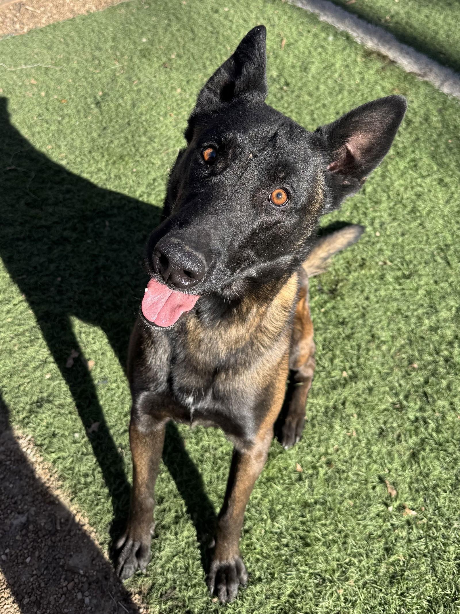 Gibbs, Adoptable, Adult Male Belgian Shepherd / Malinois.