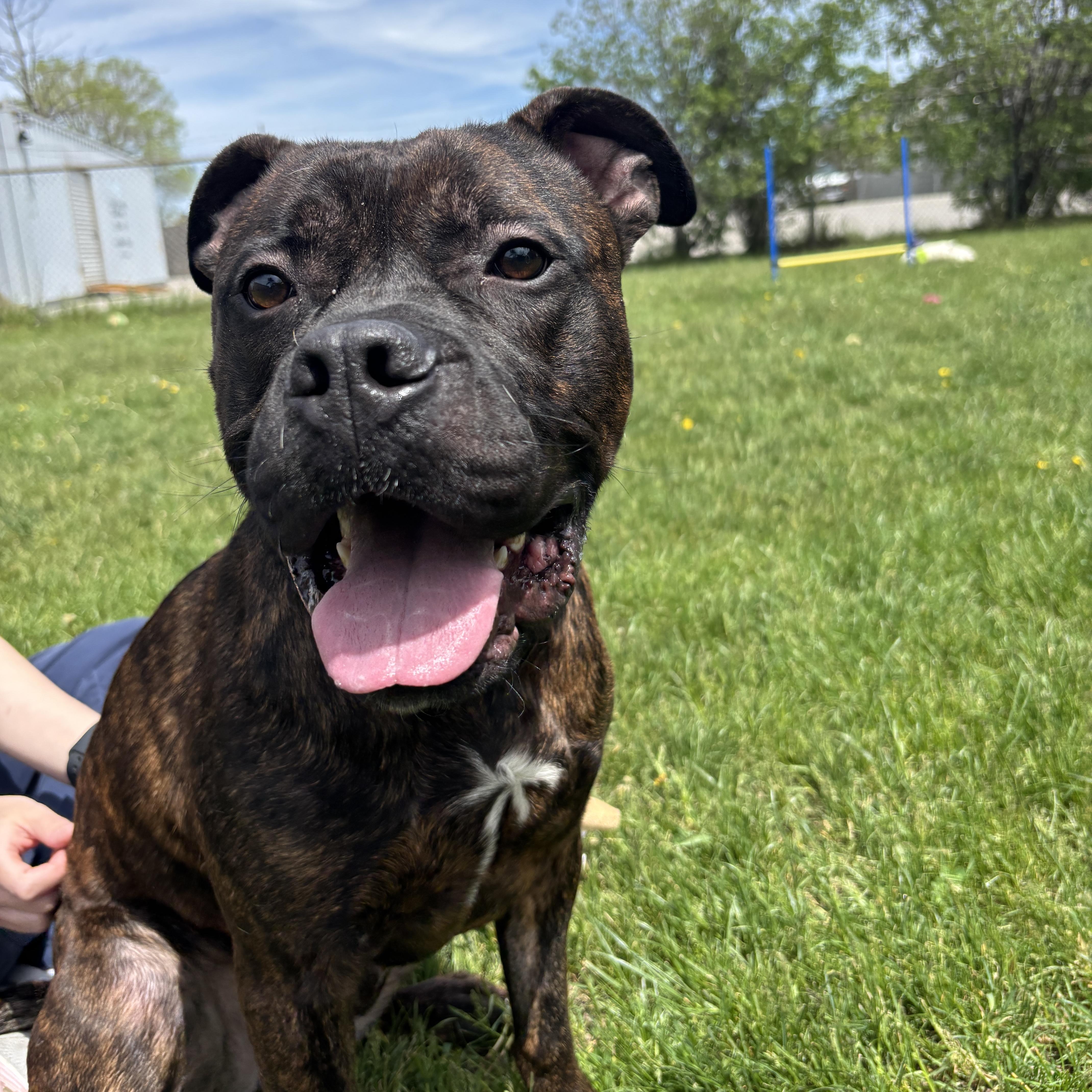 Enlarge Leo, an adoptable American Bulldog in Mississauga, ON image 1/6
