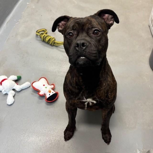Enlarge Leo, an adoptable American Bulldog in Mississauga, ON image 6/6