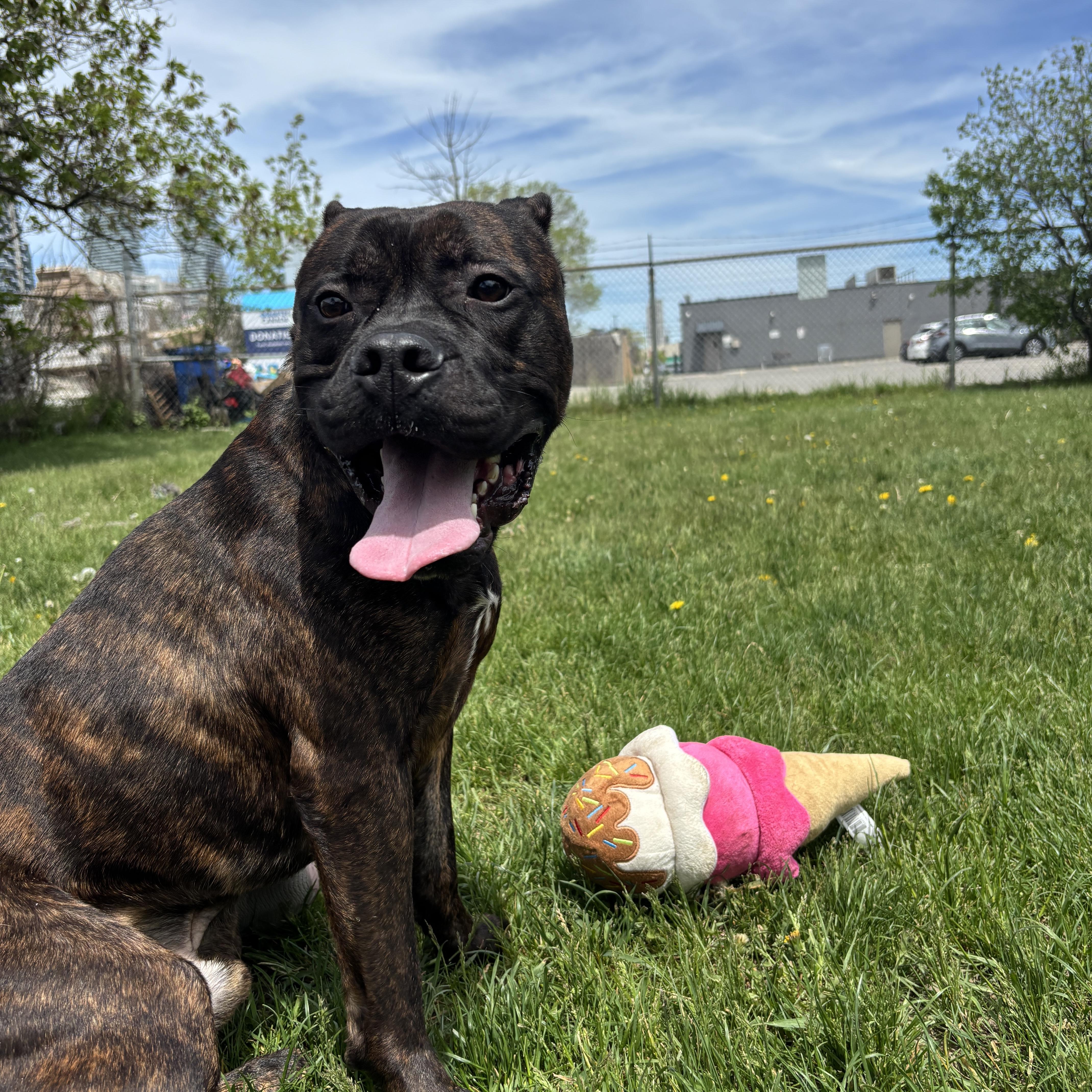 Enlarge Leo, an adoptable American Bulldog in Mississauga, ON image 5/6